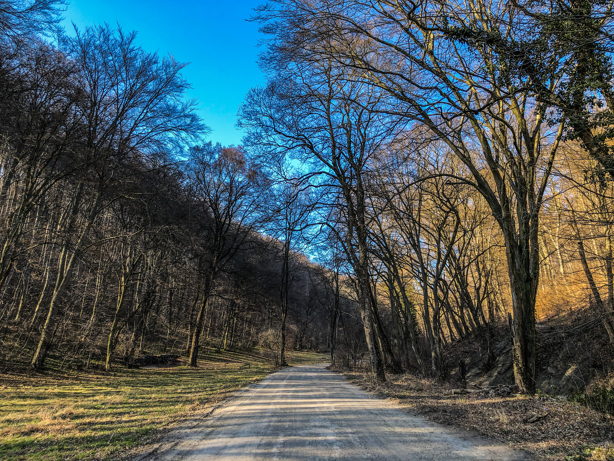 Sunday in Vienna: at work - My, Mobile photography, Forest, Vein, Austria, Children, Teenagers, Walk, The photo, Good weather, Longpost, 