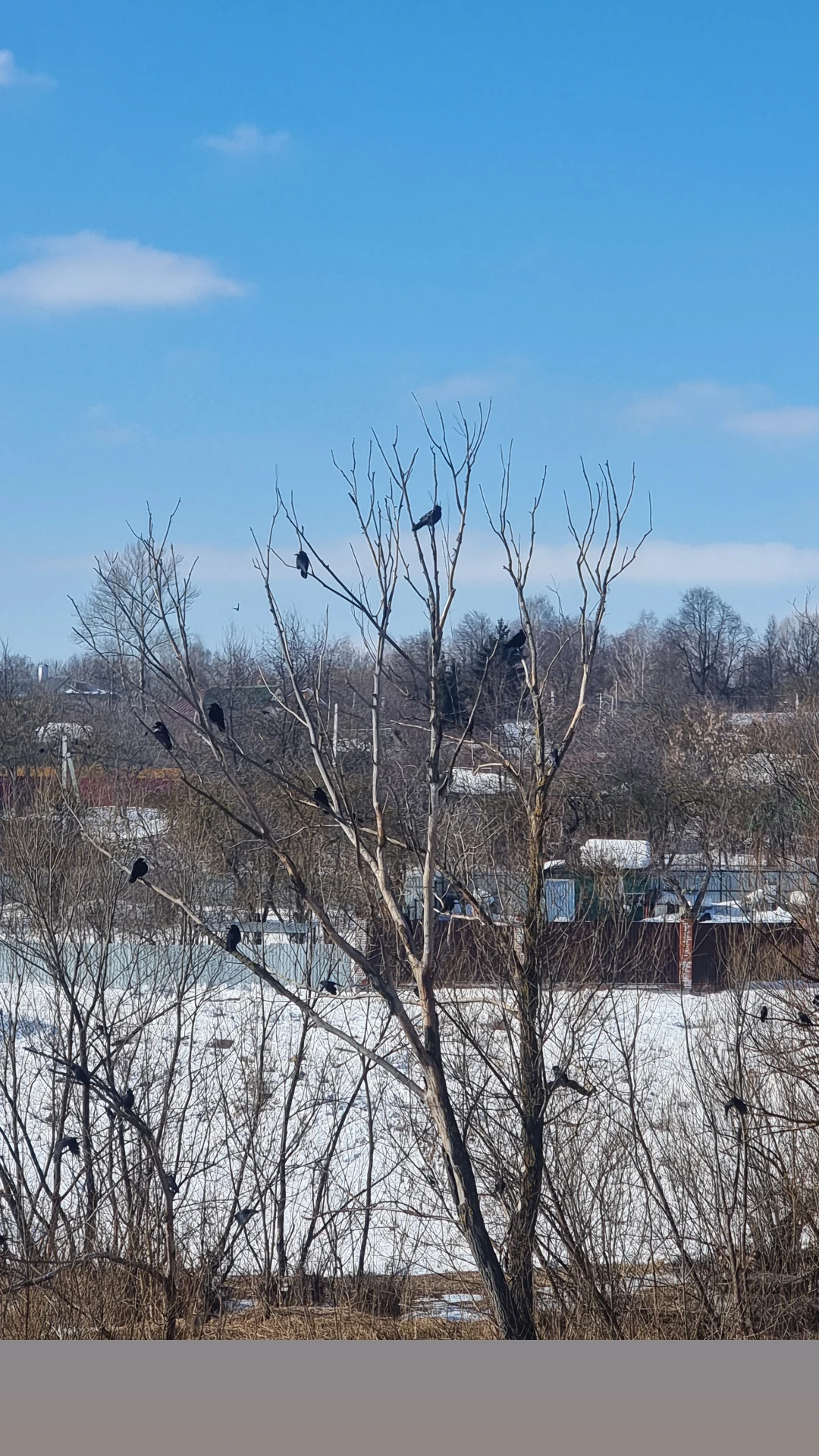 And we have The Rooks Have Arrived - The Rooks Have Arrived, Spring, Walk, Beginning photographer, Street photography, Video, Longpost, 