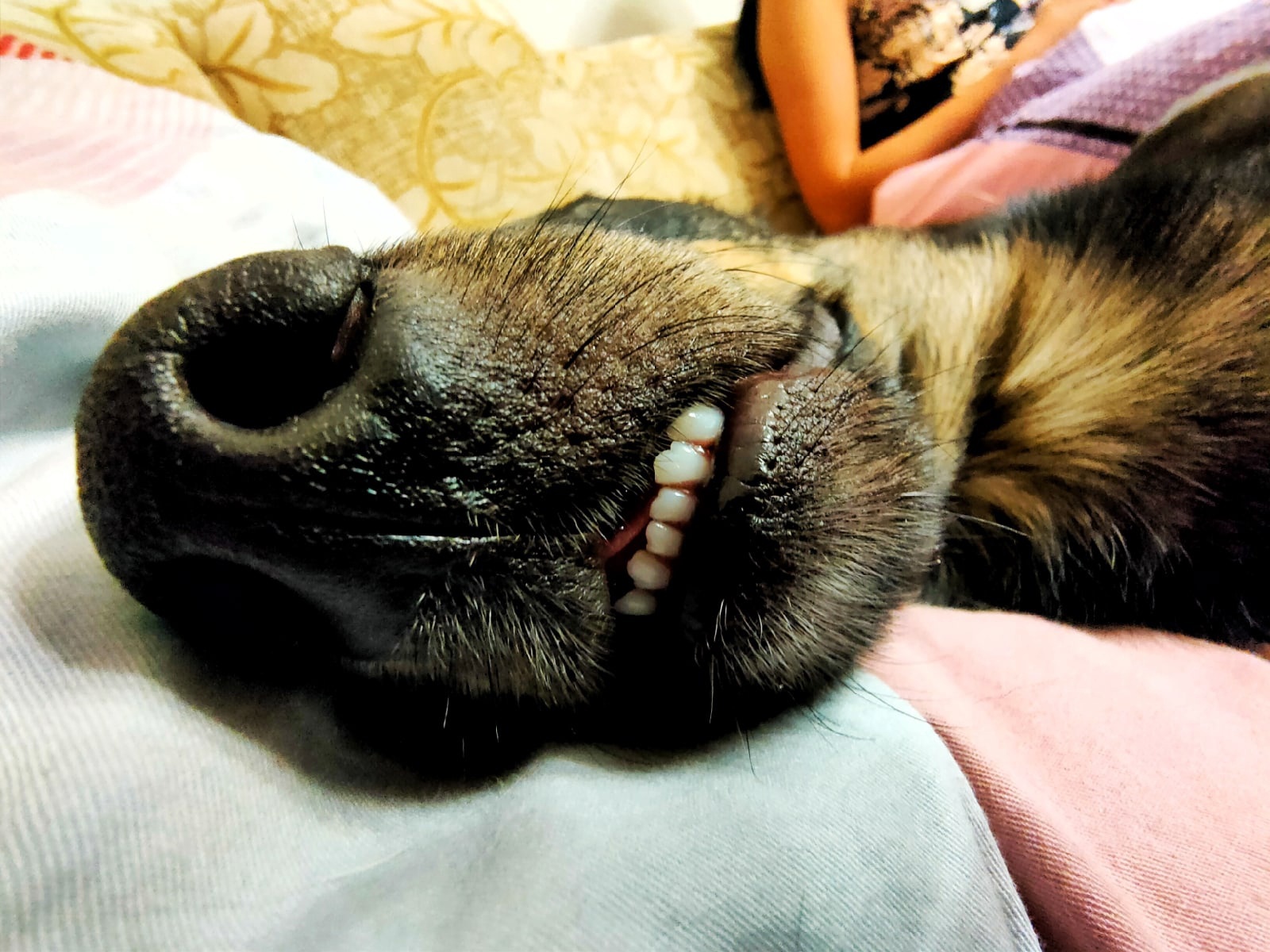 Pug - My, Humor, Dog, Teeth, Milota, Nose, Pets, , The photo