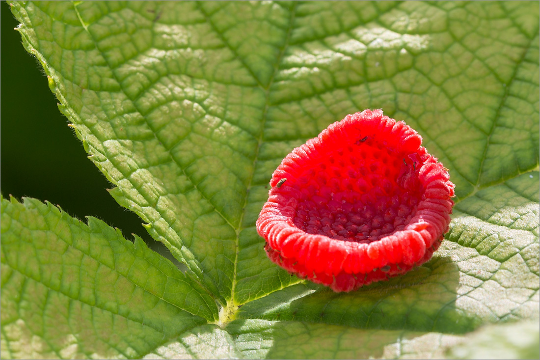 Three more unusual relatives of raspberries - My, Berries, Raspberries, Cloudberry, Taiwan, Tasmania, Longpost, 