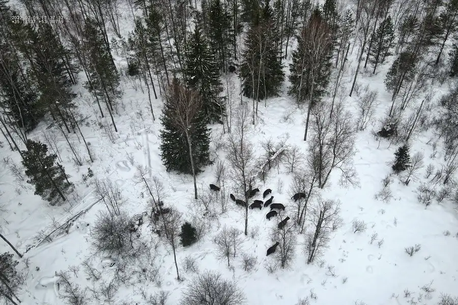 The Central Russian bison population has been almost completely restored - Bison, Artiodactyls, Wild animals, Species conservation, National park, Orlovskoye Polesie, Oryol Region, Animal protection, Video, Longpost, 