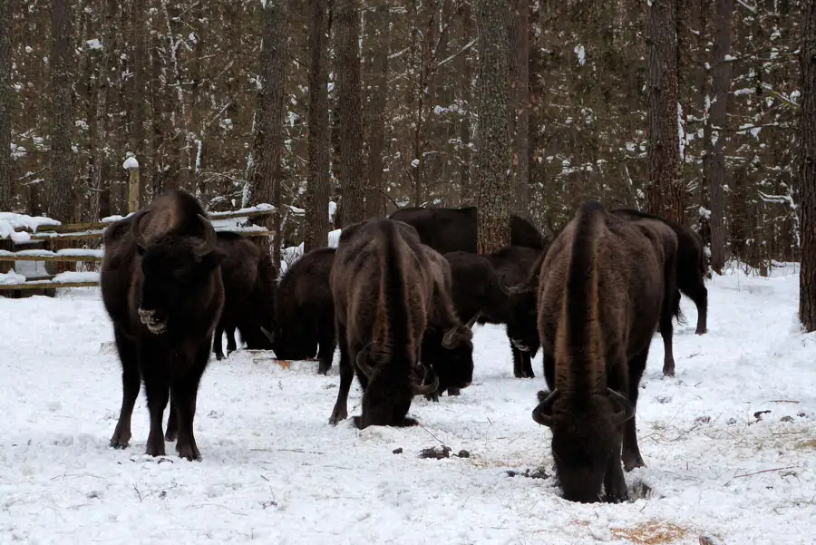 The Central Russian bison population has been almost completely restored - Bison, Artiodactyls, Wild animals, Species conservation, National park, Orlovskoye Polesie, Oryol Region, Animal protection, Video, Longpost, 