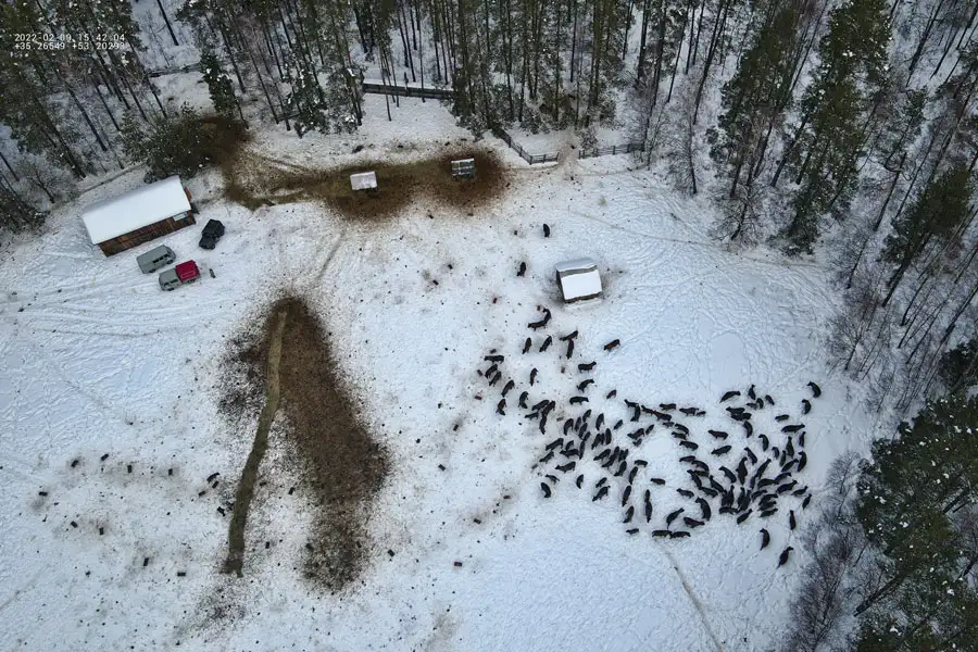 The Central Russian bison population has been almost completely restored - Bison, Artiodactyls, Wild animals, Species conservation, National park, Orlovskoye Polesie, Oryol Region, Animal protection, Video, Longpost, 