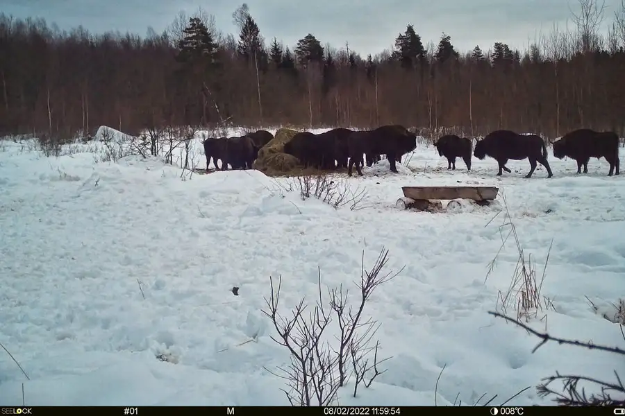 The Central Russian bison population has been almost completely restored - Bison, Artiodactyls, Wild animals, Species conservation, National park, Orlovskoye Polesie, Oryol Region, Animal protection, Video, Longpost, 