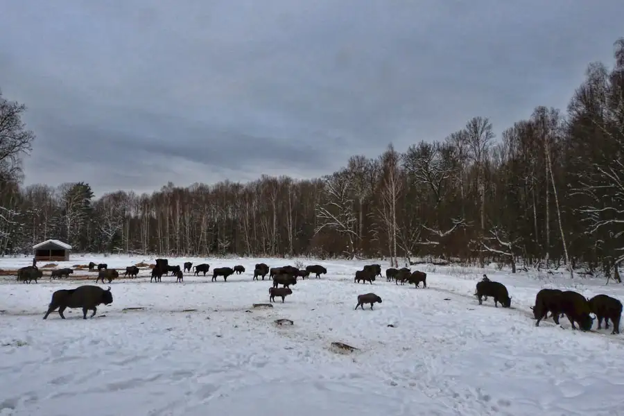 The Central Russian bison population has been almost completely restored - Bison, Artiodactyls, Wild animals, Species conservation, National park, Orlovskoye Polesie, Oryol Region, Animal protection, Video, Longpost, 