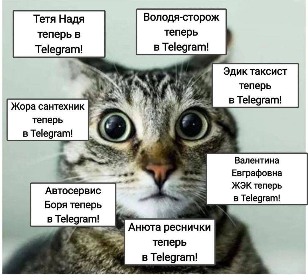 У кого такая миграция? - Telegram, Миграция, Картинка с текстом, Кот, Повтор, 