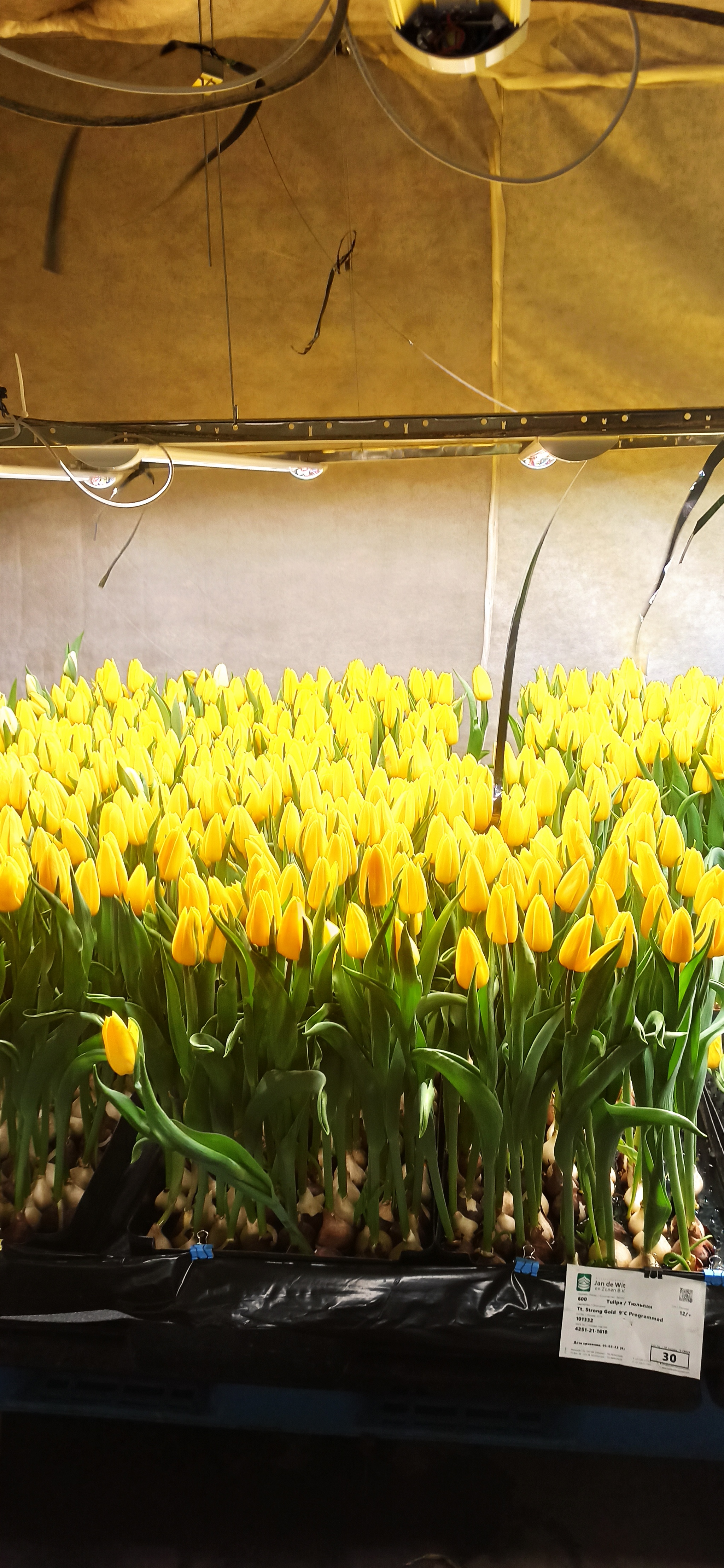 Yellow - My, Tulips, Yellow, Longpost, 