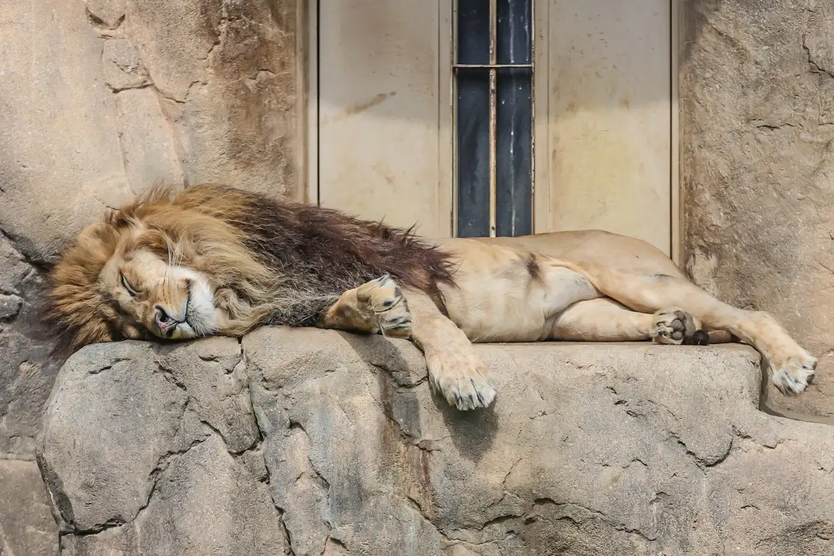 Everyone has a siesta and only a tapir full of energy - Wild animals, a lion, Gorilla, Cheetah, Tapir, Big cats, Small cats, Cat family, Monkey, Zoo, Yokohama, Japan, Positive, Longpost, 