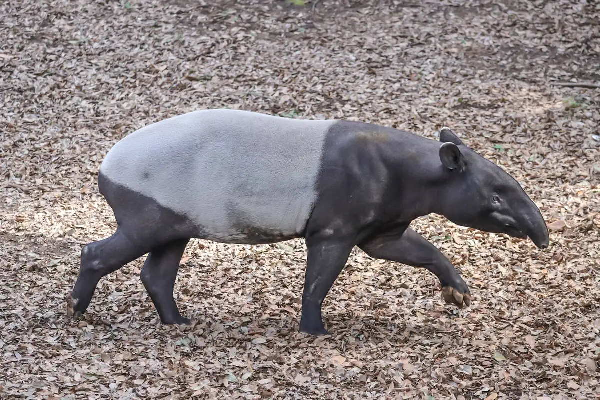 Everyone has a siesta and only a tapir full of energy - Wild animals, a lion, Gorilla, Cheetah, Tapir, Big cats, Small cats, Cat family, Monkey, Zoo, Yokohama, Japan, Positive, Longpost, 