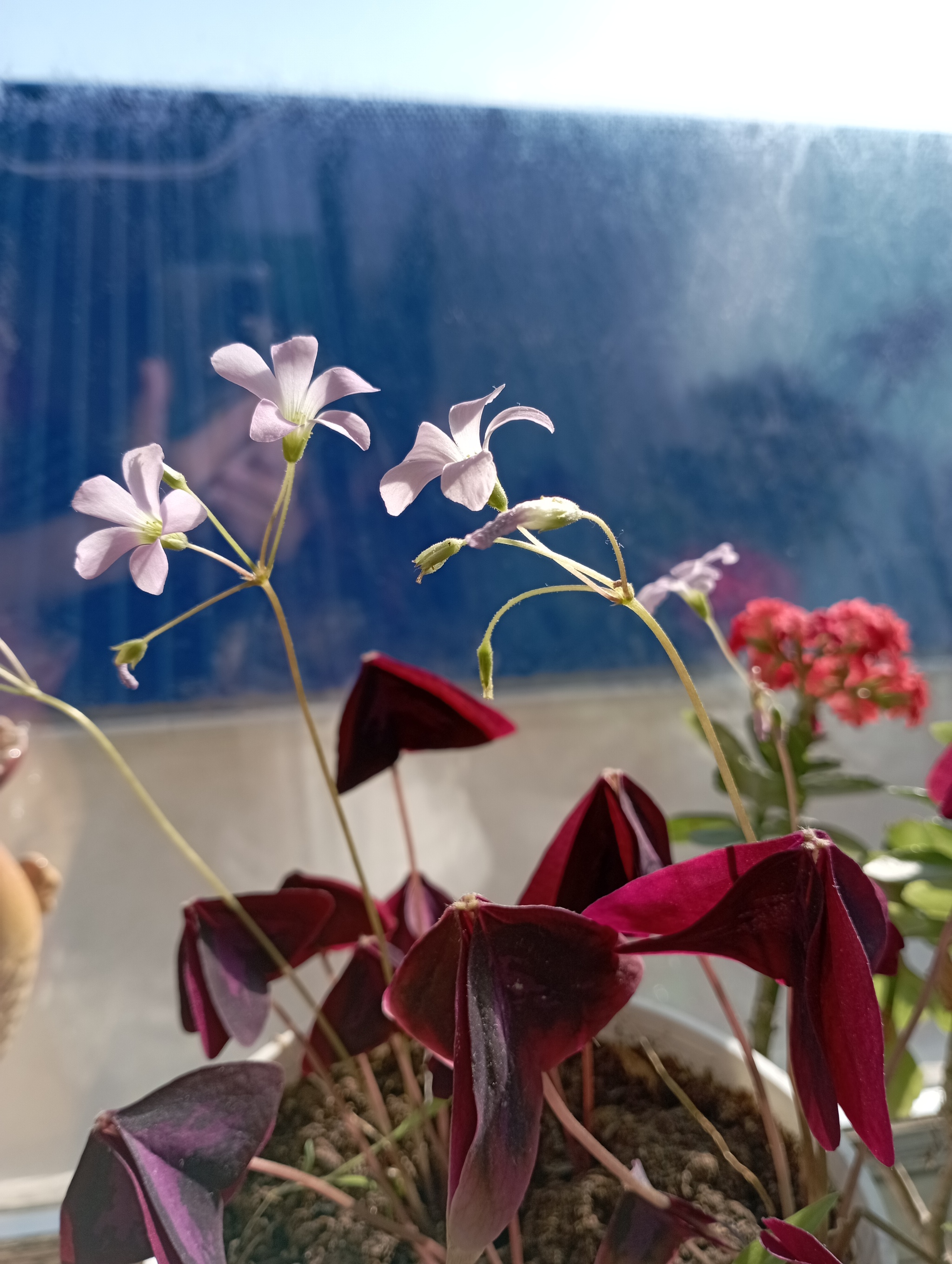 My Flowering Plants - My, Houseplants, Flowers, Oxalis, Kalanchoe, Mobile photography, Longpost, 