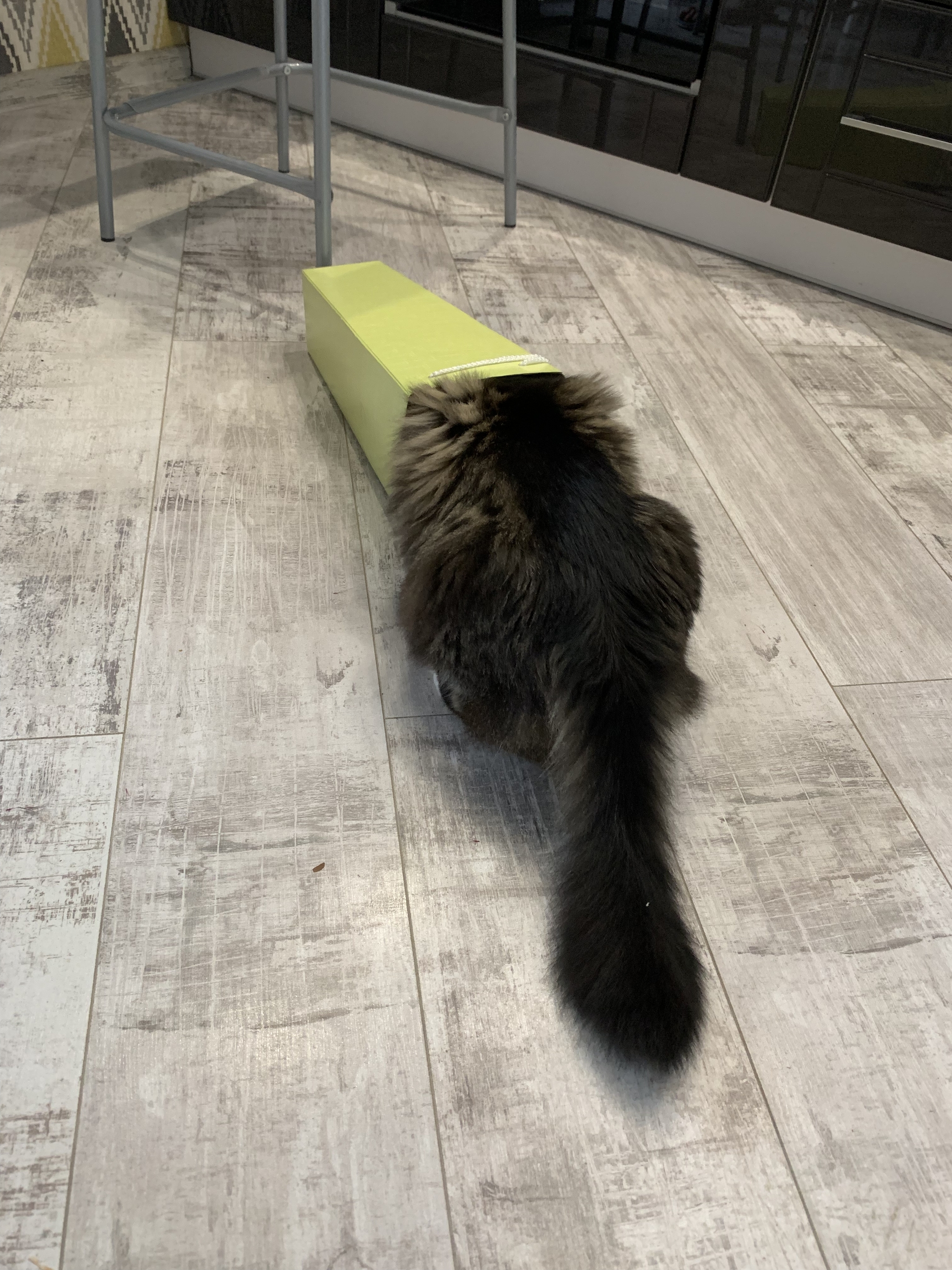 Cat Buba also wants to TV ) Your attention is a lady with a good appetite and kind disposition ) - My, cat, Pets, A wave of posts, Beautiful, Attention, Longpost, 