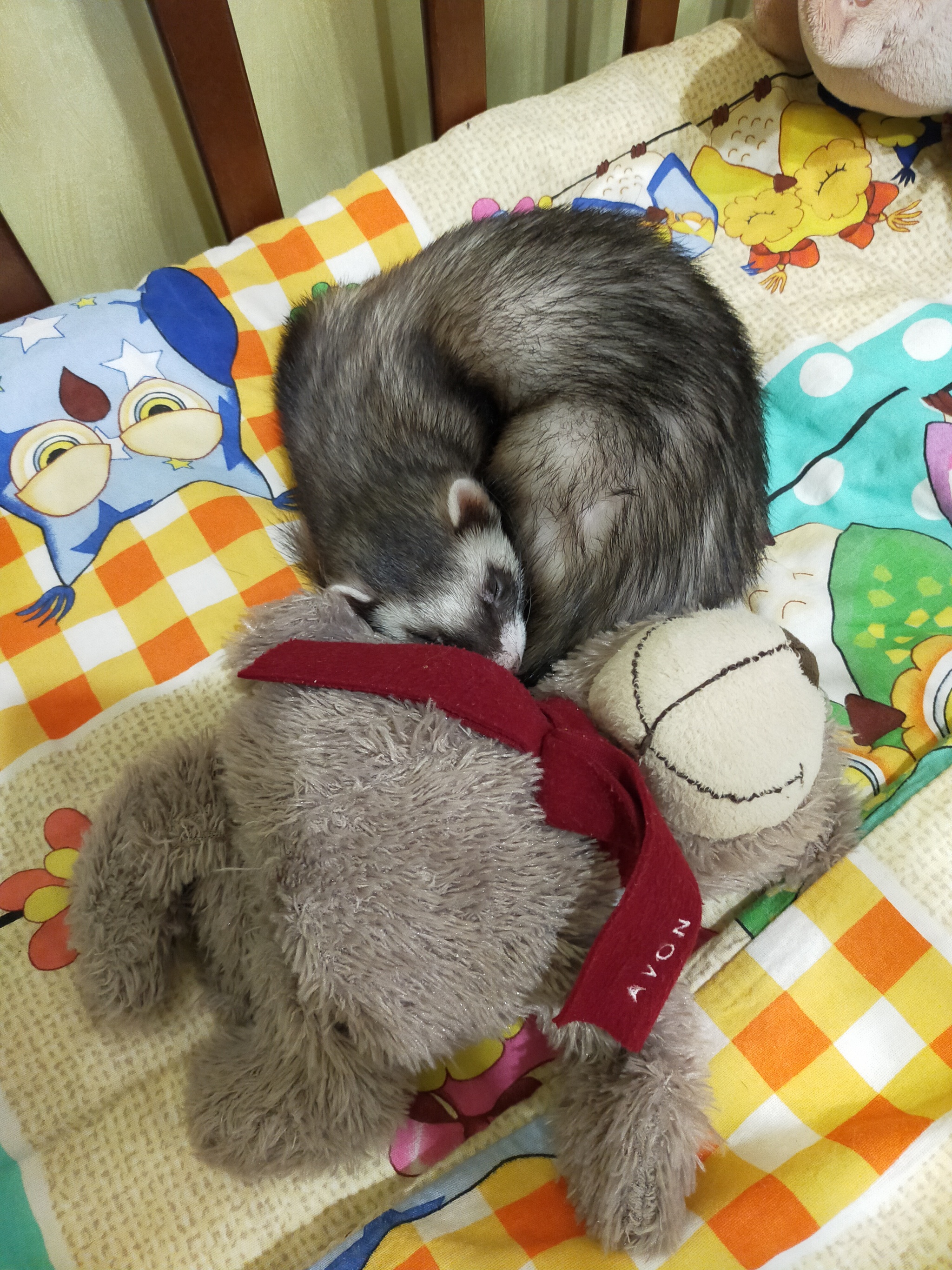 Happy birthday! - My, Ferret, Happy birthday, Milota, Longpost, 