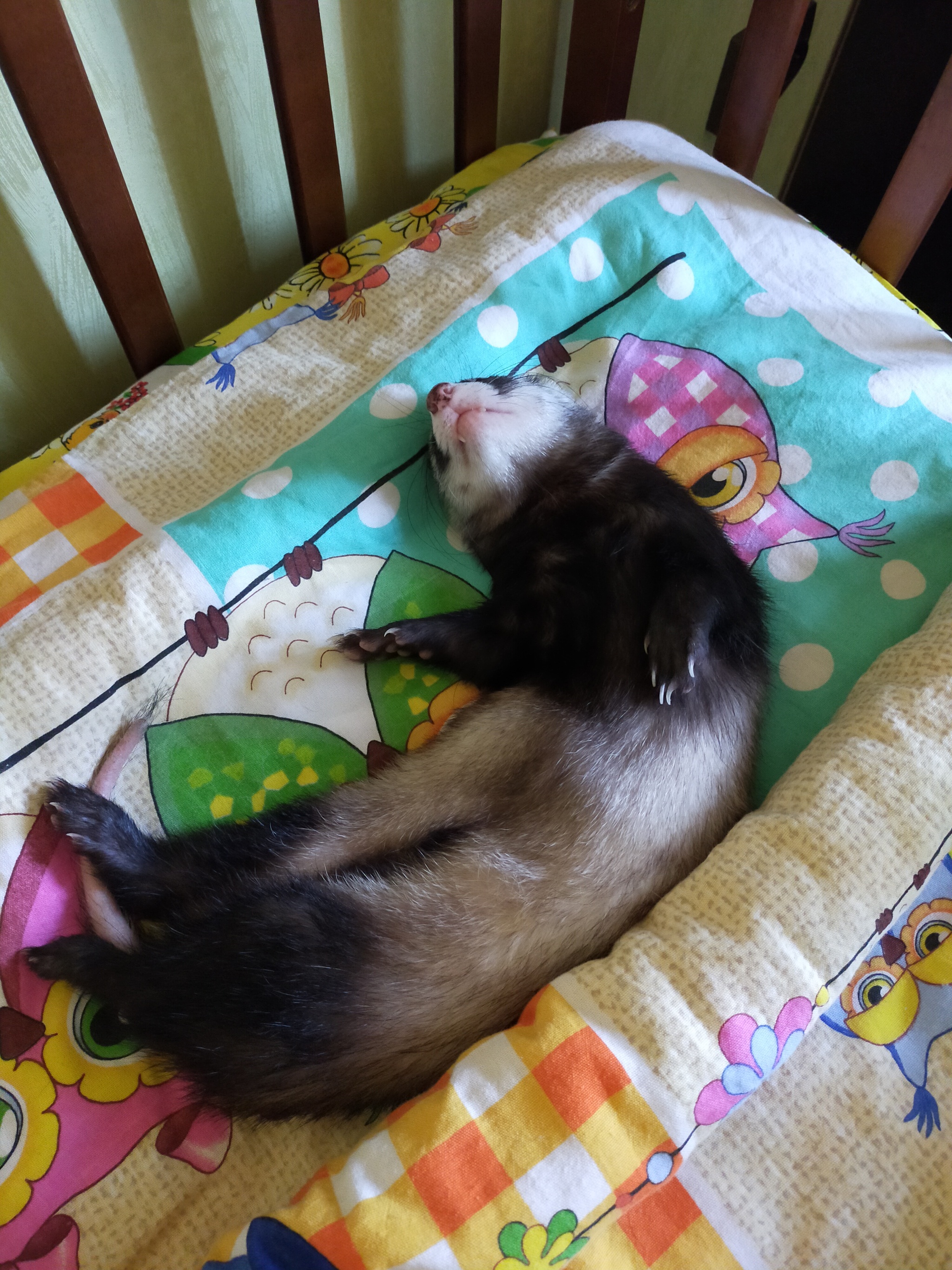 Happy birthday! - My, Ferret, Happy birthday, Milota, Longpost, 