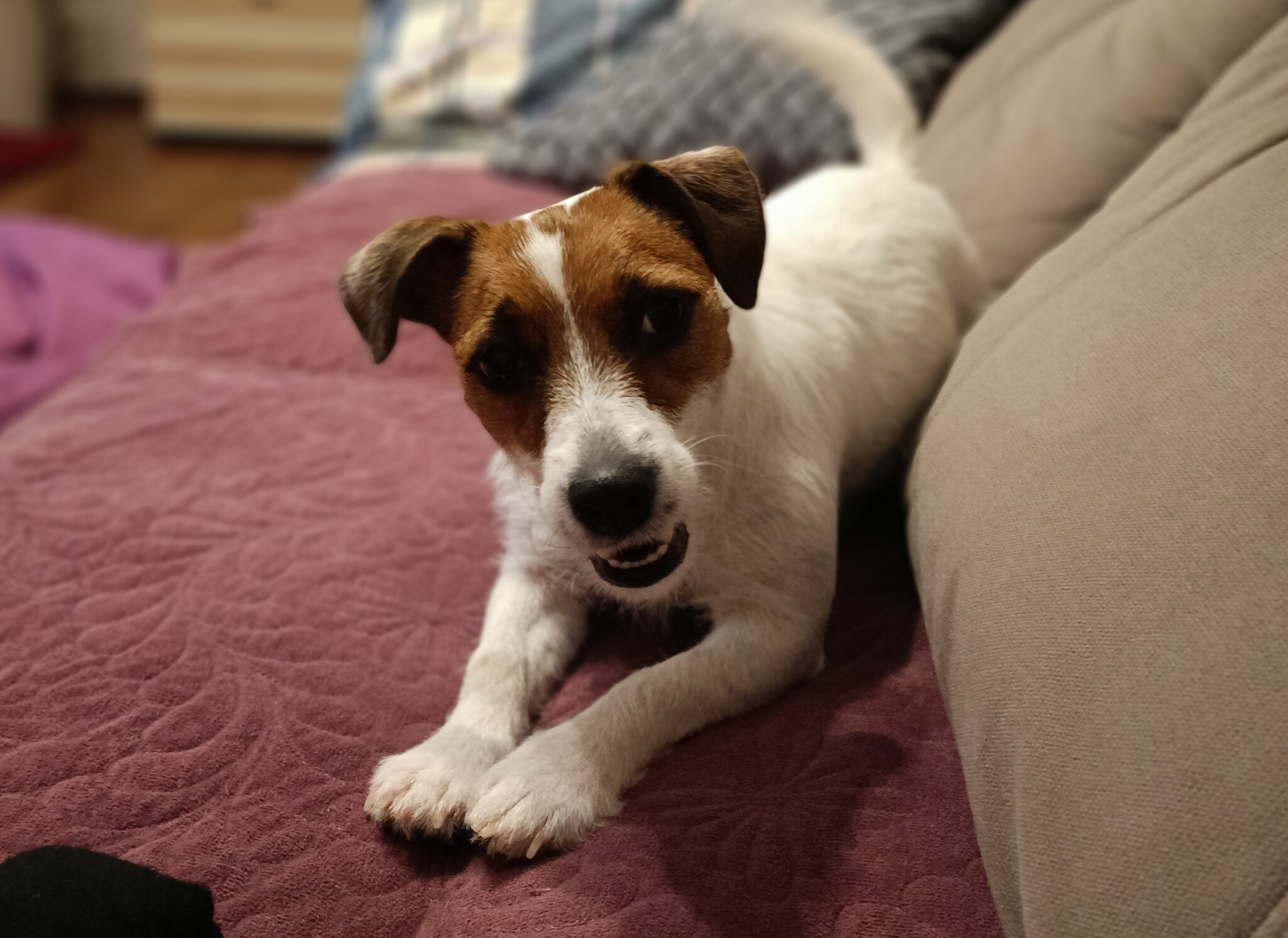 It was - it was - My, It Was-It Was, Pets, Dog, , Jack Russell Terrier