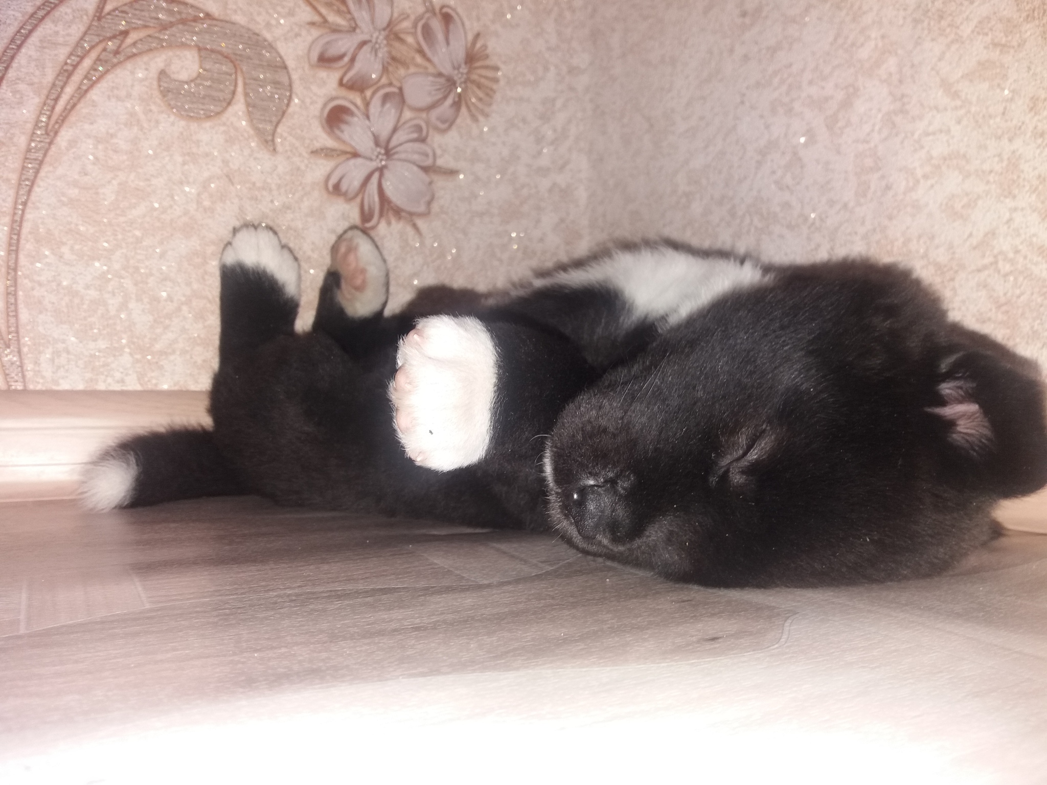 Cute puppy or hell dog - is it worth getting an Akitos - My, American Akita, Advice, Personal experience, Dog, Longpost, 