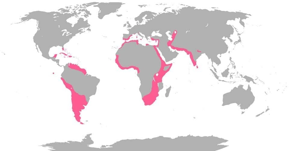 фламинго миграция карта