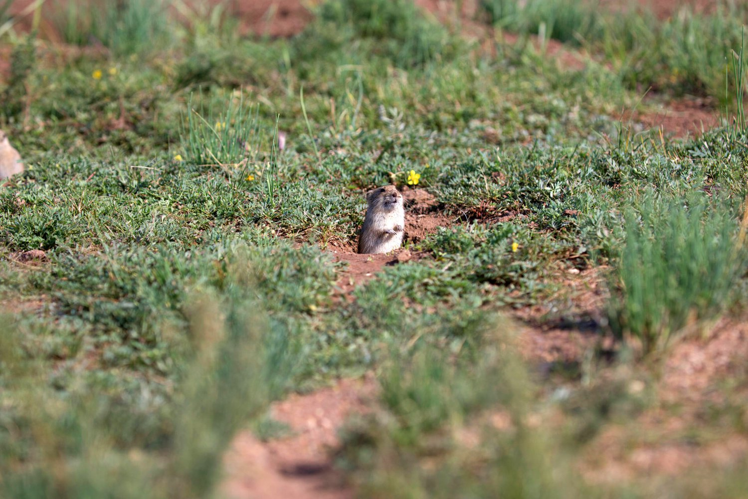 In the clearing, the grass of the voles at midnight was mowed, and at the same time they sang strange words. - Vole, Rodents, Shrike, Passeriformes, Birds, Engineering, Ecosystem, wildlife, The national geographic, Feather grass, Grass, Adaptation, Biology, Biologists, Research, University, England, Great Britain, British scientists, The science, Longpost, 