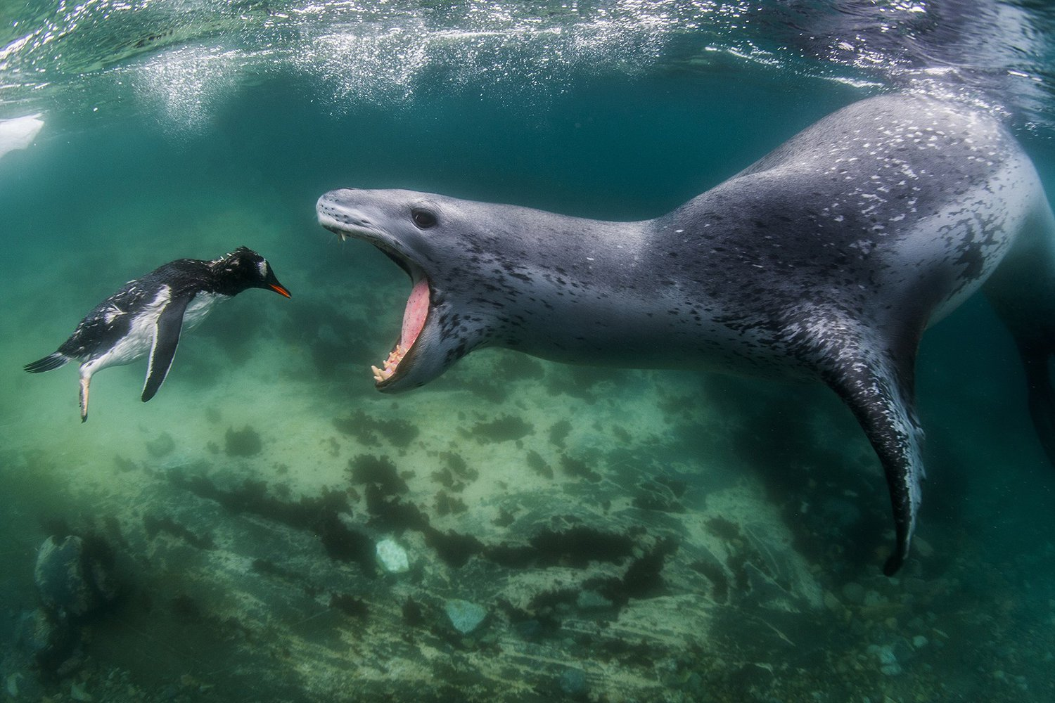 Facing reality - Penguins, Leopard seal, Really, The photo, Winners, Competition, Nature, The national geographic, Wild animals, Marine life, Antarctic, 