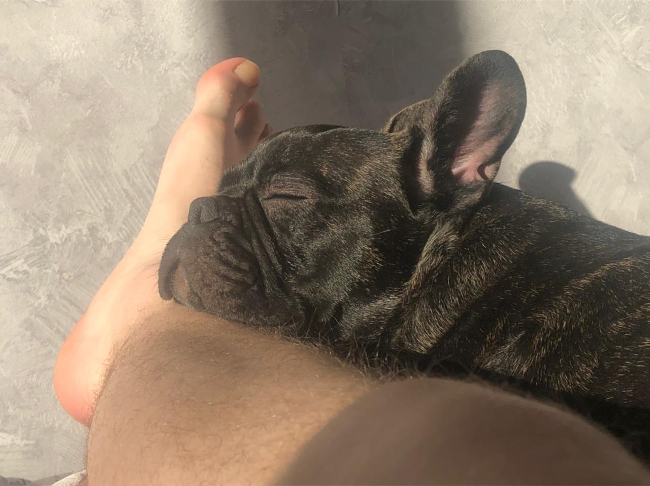 Sunbathing - Dog, French Bulldog, , The photo