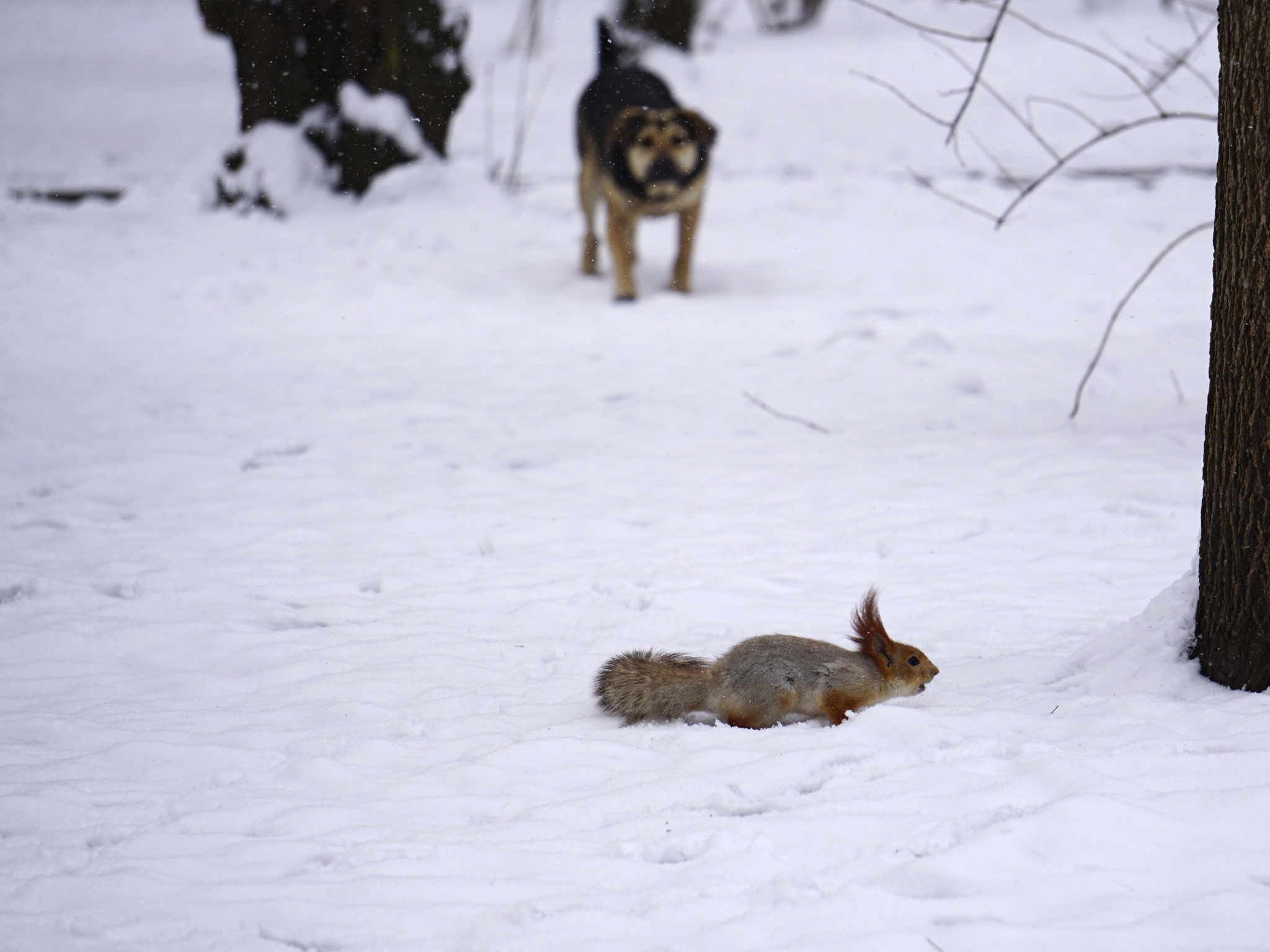 How much sugar was piled up - My, Squirrel, Chistyakovskaya Grove, Krasnodar, The photo, Photo hunting, Longpost, 