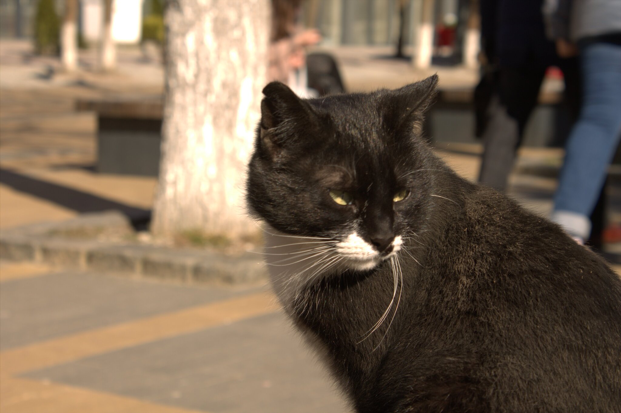 Zelenogradsk. Cats - My, Zelenogradsk, cat, Kaliningrad, Longpost, 