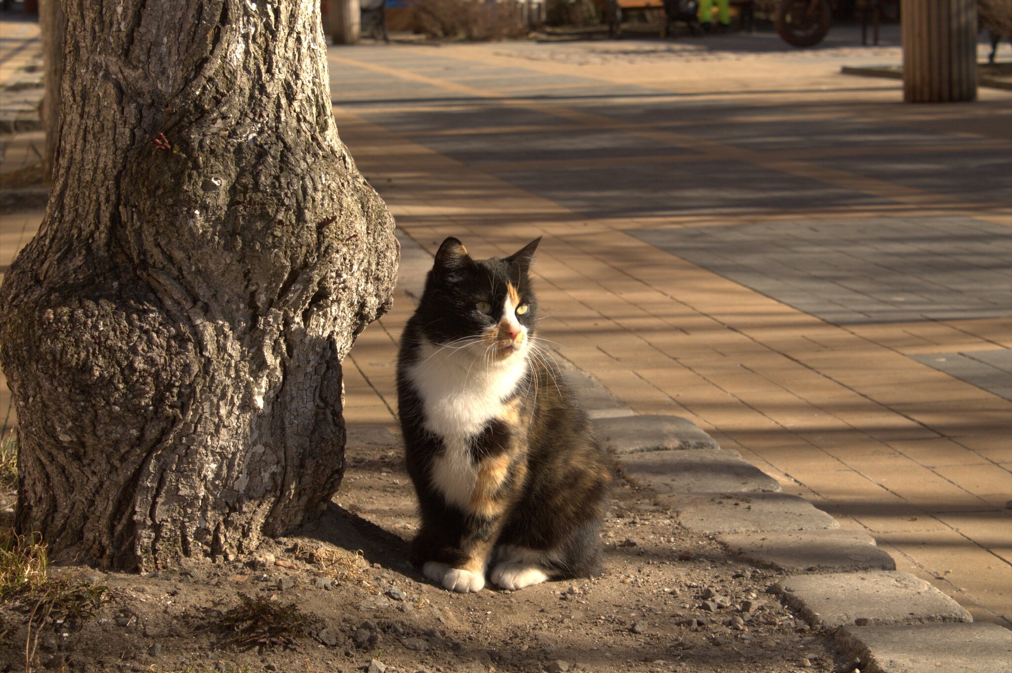 Zelenogradsk. Cats - My, Zelenogradsk, cat, Kaliningrad, Longpost, 