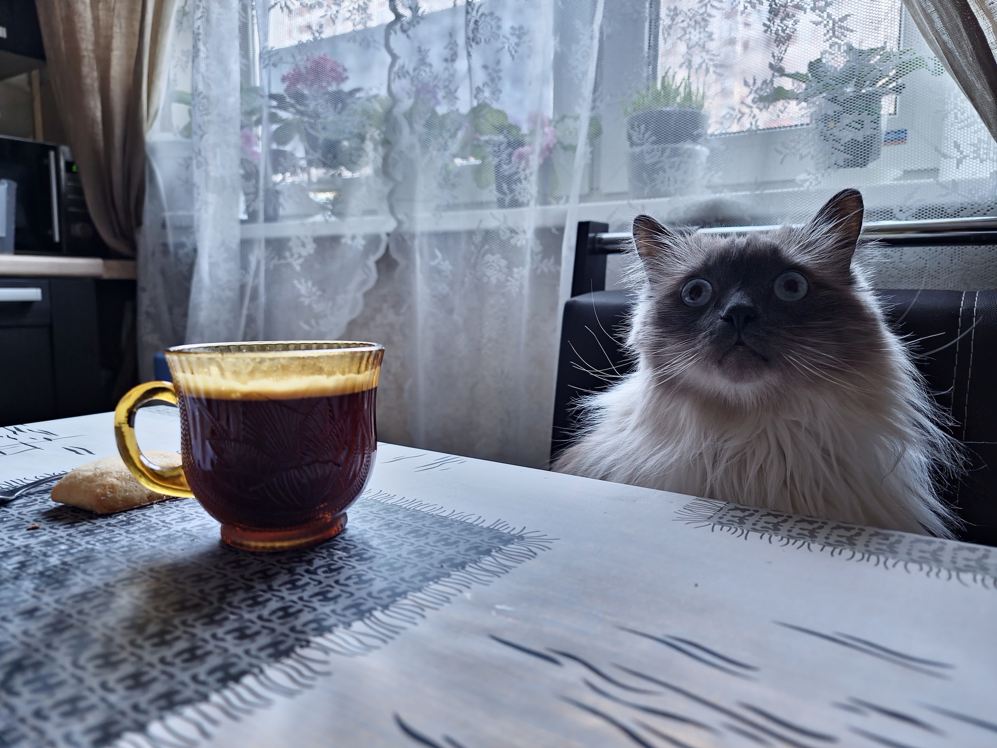 Милый кот, кошачий кофе, утренний кофе, милые животные, домашние животные, кофей