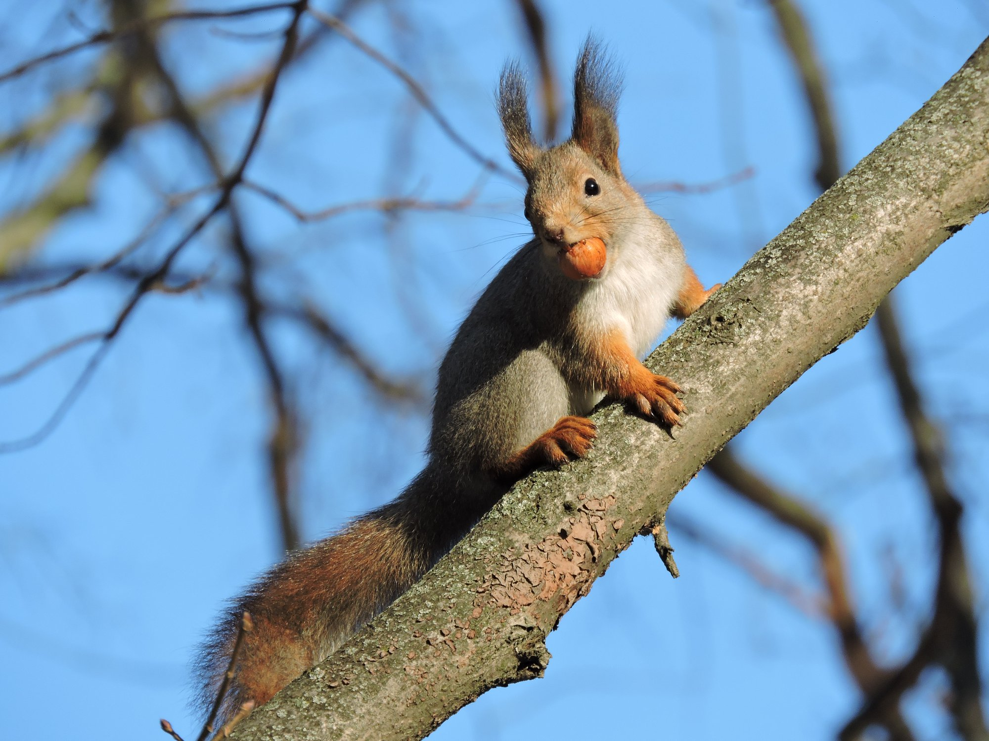 Squirrel with nut - Squirrel, Rodents, Nuts, Kuzminki Park, Moscow, Wild animals, beauty of nature, Milota, wildlife, The national geographic, The photo, 