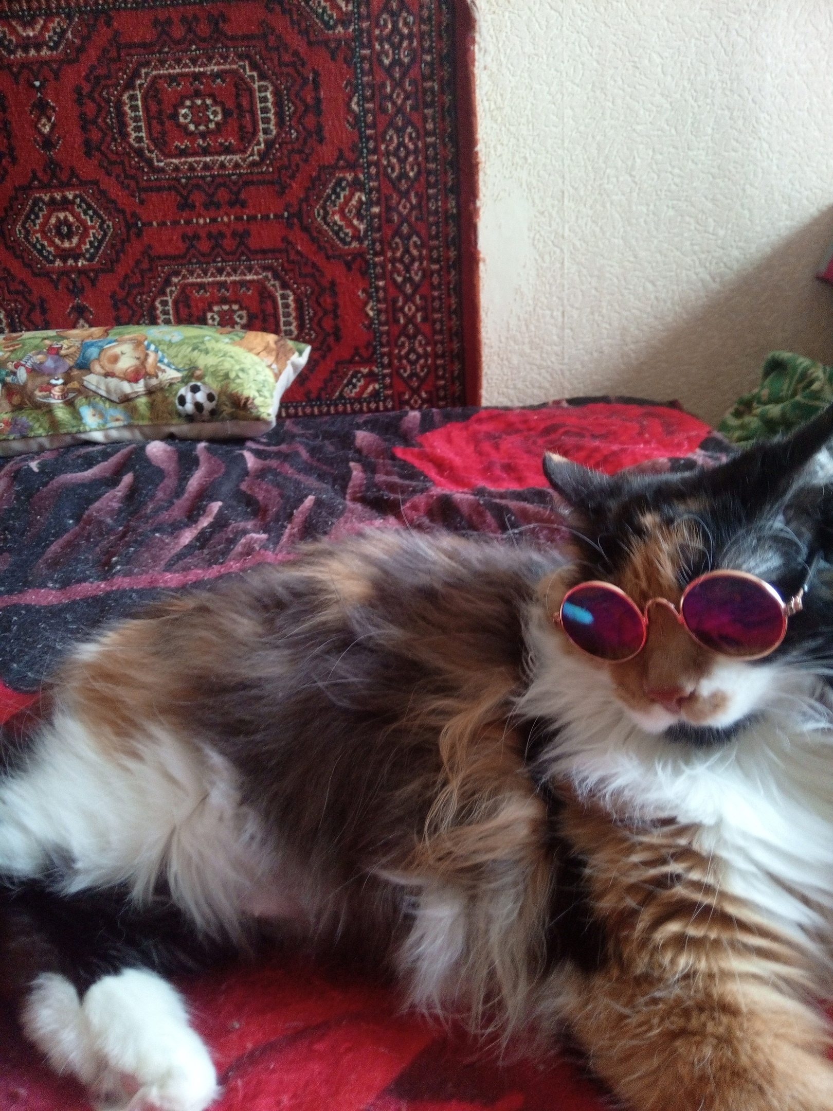 My Asya - My, Tricolor cat, Bobtail, cat, 