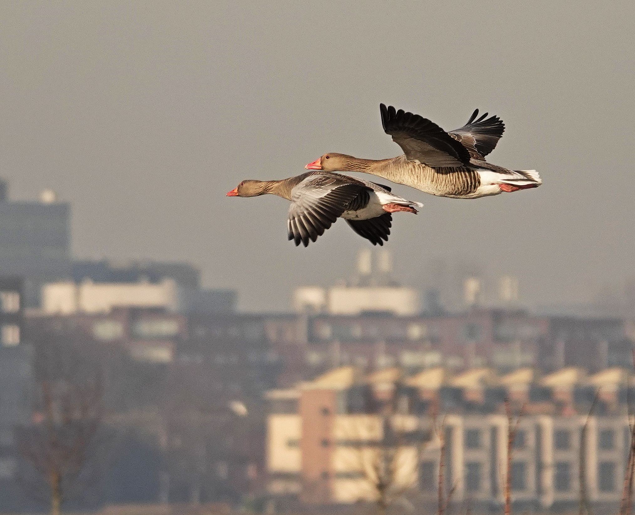 Geese are flying... - My, Netherlands (Holland), Nature, Birds, Longpost, 