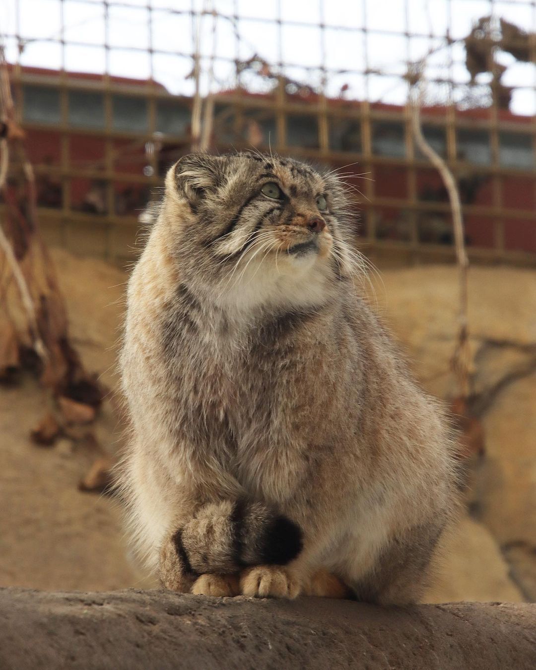 Spring. The cats sang) - Pallas' cat, Small cats, Cat family, Predatory animals, Wild animals, Fluffy, Pet the cat, Rare view, Red Book, Zoo, Japan, Positive, Longpost, 