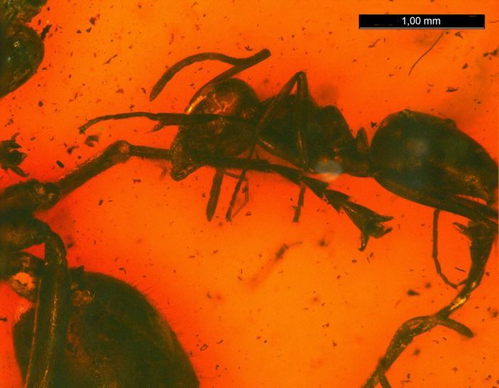 Драка муравьев в янтаре - Муравьи, Янтарь, Энтомология, Драка, Длиннопост, Негатив, 