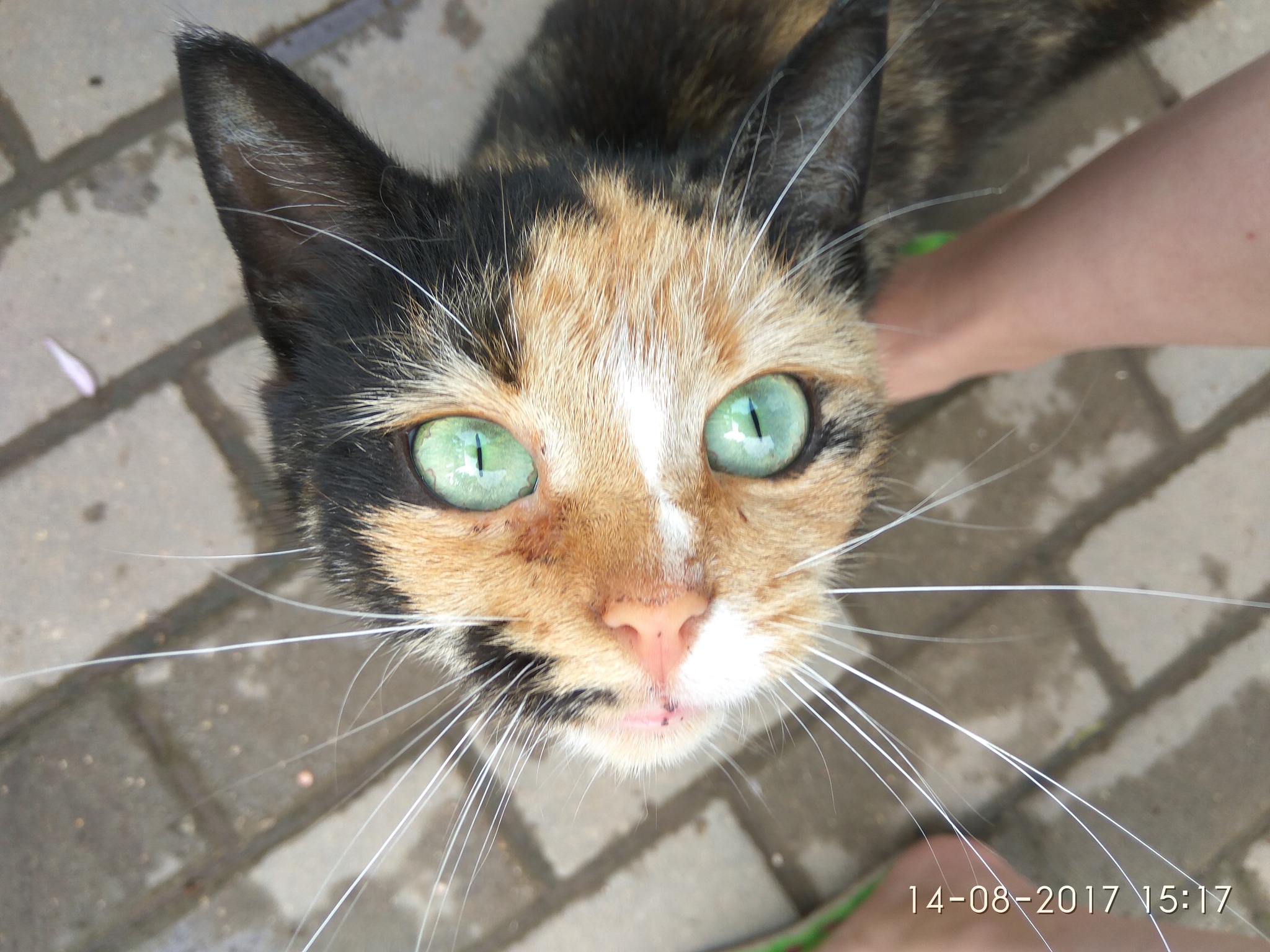 Green-eyed - My, cat, Milota, 