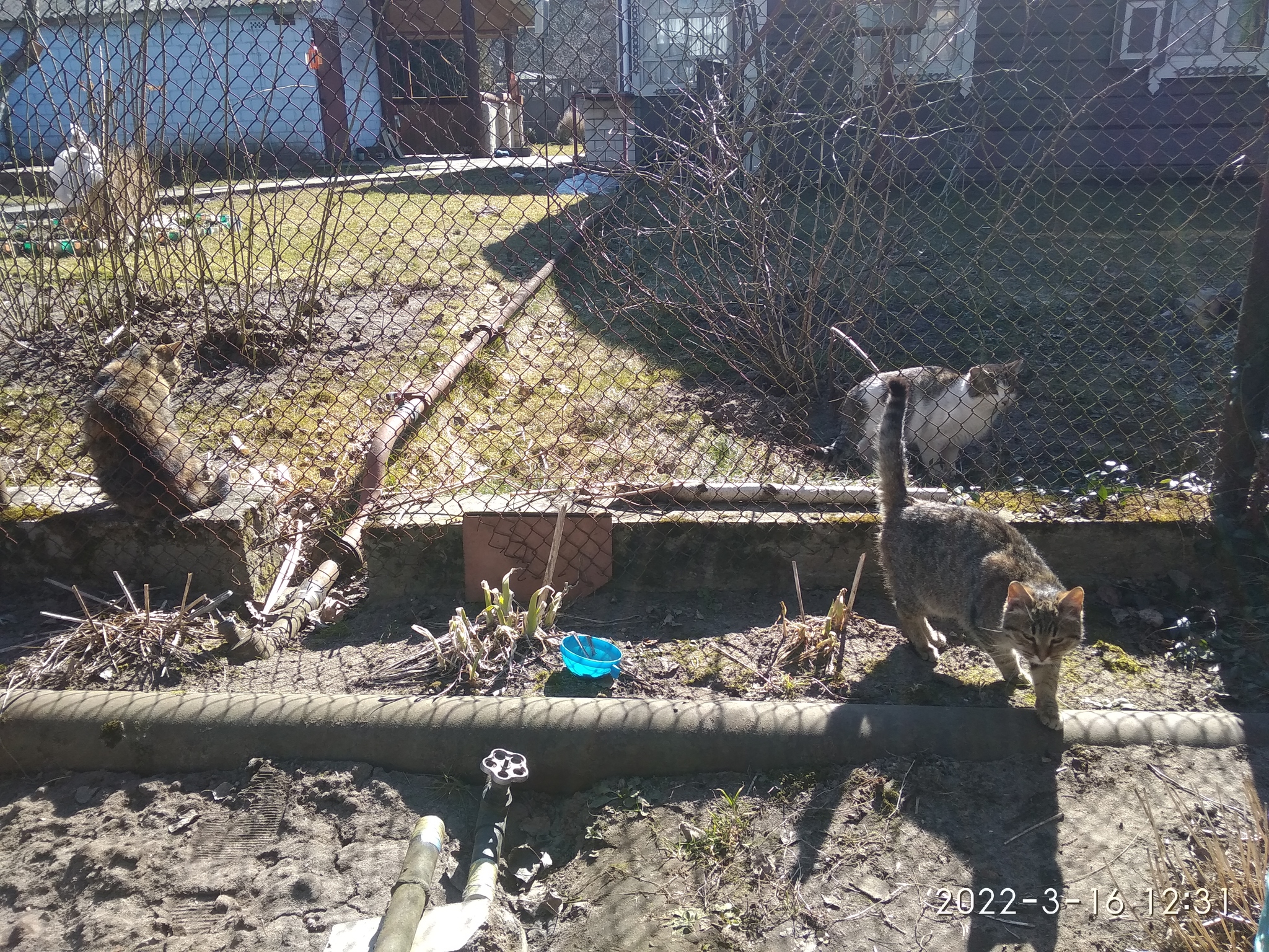 Surrounded and demanded food - My, cat, Food, Fluffy, 