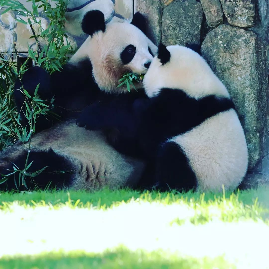 March 16 is International Panda Day - Panda, The Bears, Predatory animals, Wild animals, The photo, Longpost, Holidays, Zoo, Rare view, 