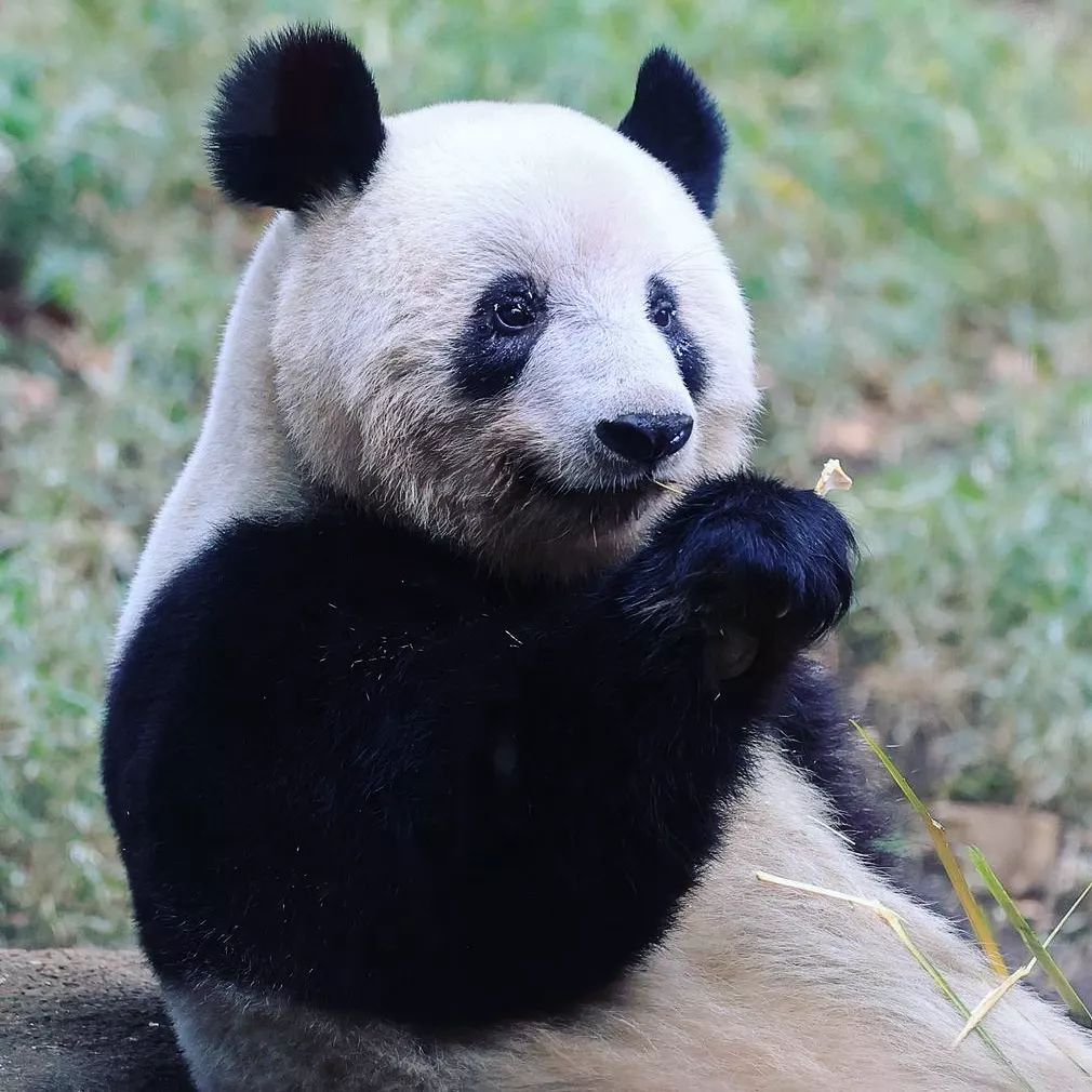 March 16 is International Panda Day - Panda, The Bears, Predatory animals, Wild animals, The photo, Longpost, Holidays, Zoo, Rare view, 