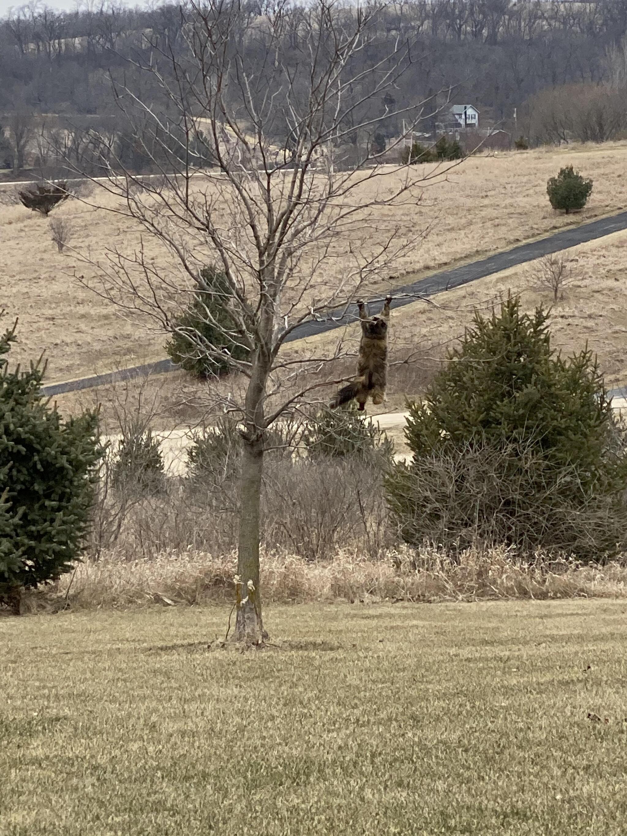 In the absence of a horizontal bar - cat, Tree, 