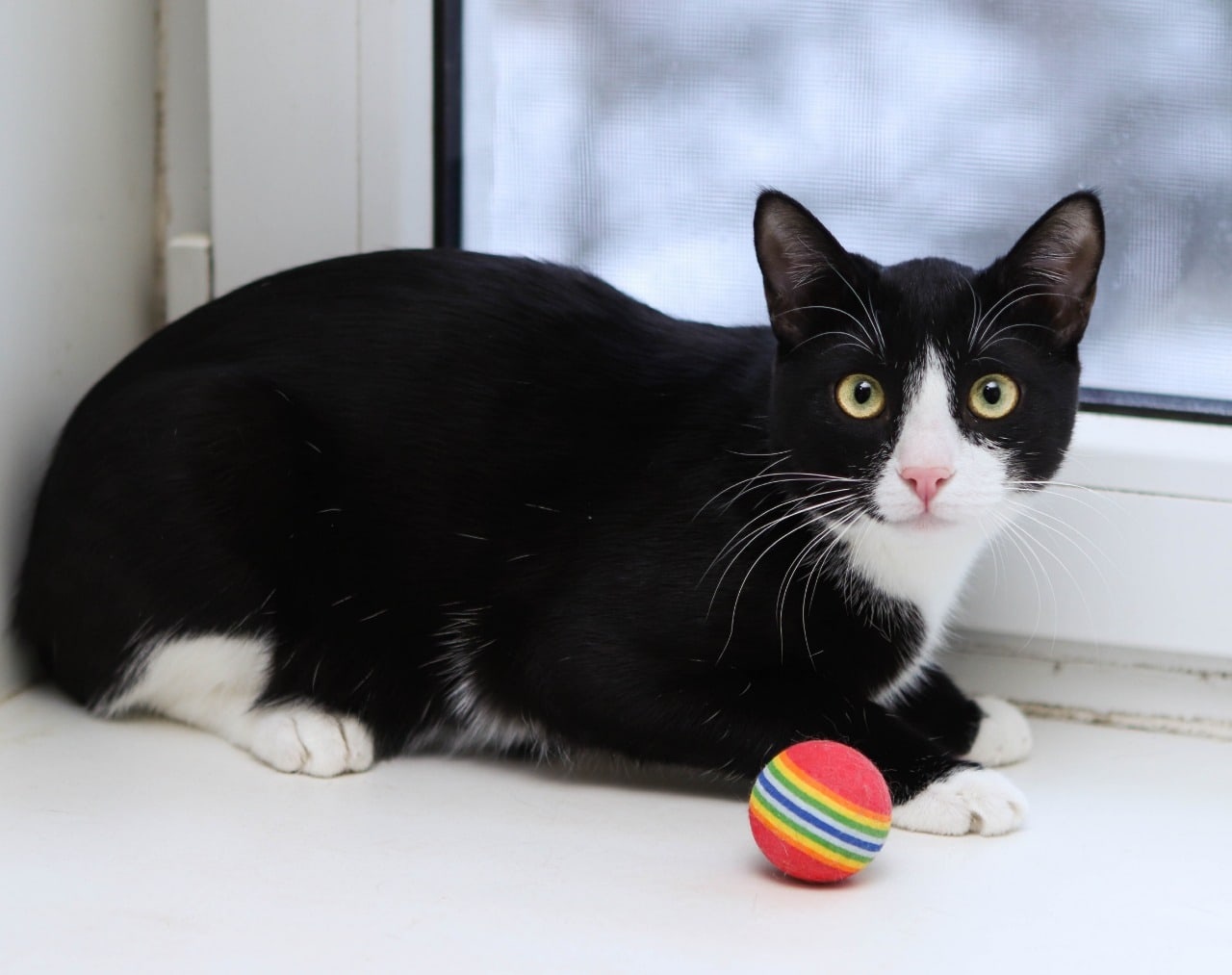 Black and white beauties in search of a home - In good hands, Helping animals, Animal shelter, Homeless animals, No rating, Animal Rescue, cat, Moscow, Moscow region, Подмосковье, Longpost, 