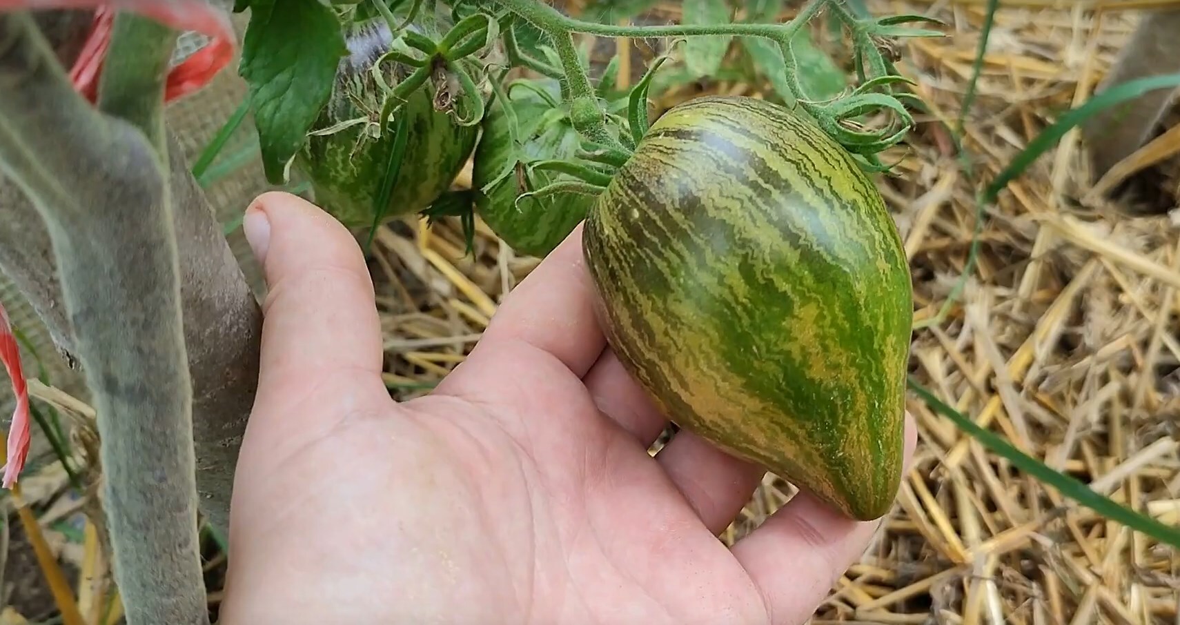 Response to the post: Tomato Batyan - My, Spring, Tomatoes, Garden, Longpost, Reply to post, 