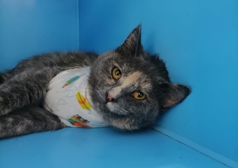 Pandora will be taken back to the basement tomorrow - the sterilization program is over... Post-Chance - Helping animals, Help, Homeless animals, In good hands, Animal shelter, Lost, Veterinary, cat, Kittens, No rating, Animal Rescue, The rescue, Moscow, Moscow region, Подмосковье, Tricolor cat, Longpost