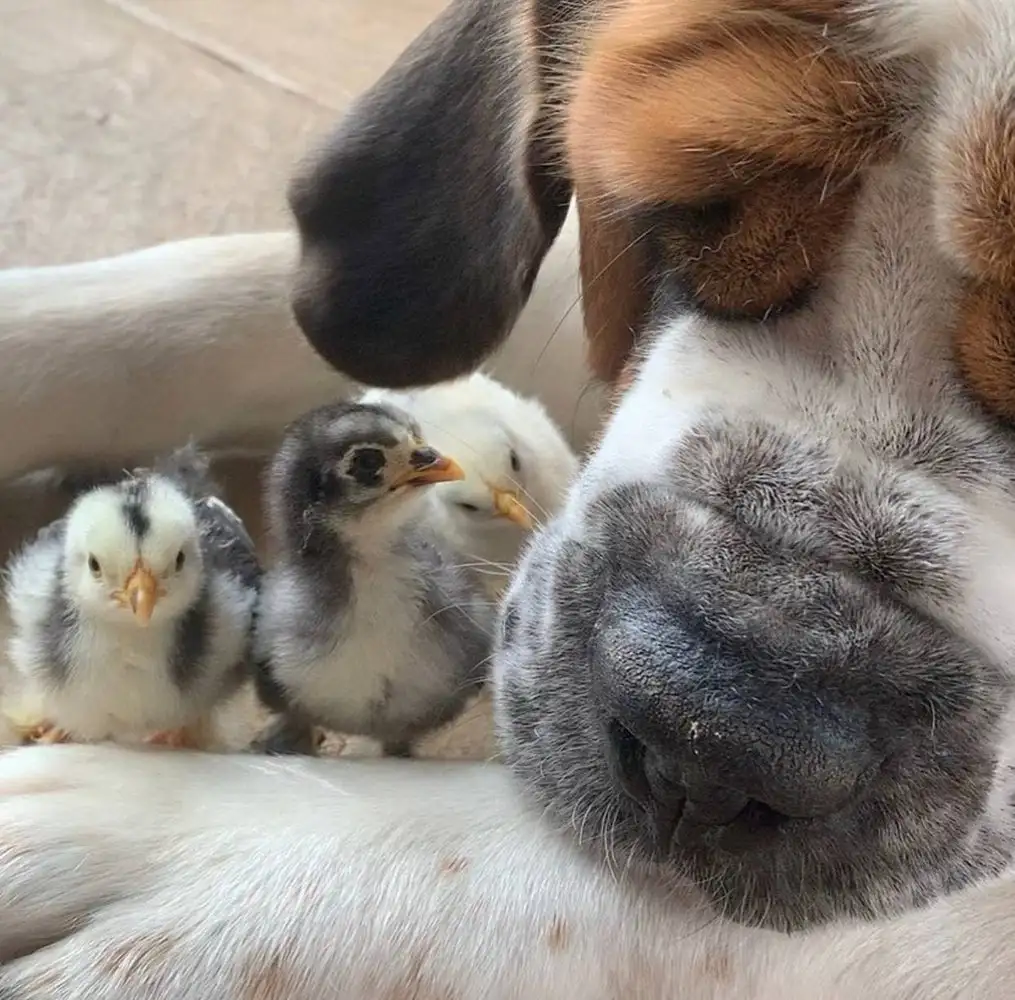 A caring St. Bernard became a nanny for kittens and chickens - Dog, St. Bernard, Chickens, Kittens, Pets, Birds, Care, Interesting, Great Britain, The national geographic, Piglets, Гусь, Video, Youtube, Longpost, Positive, 