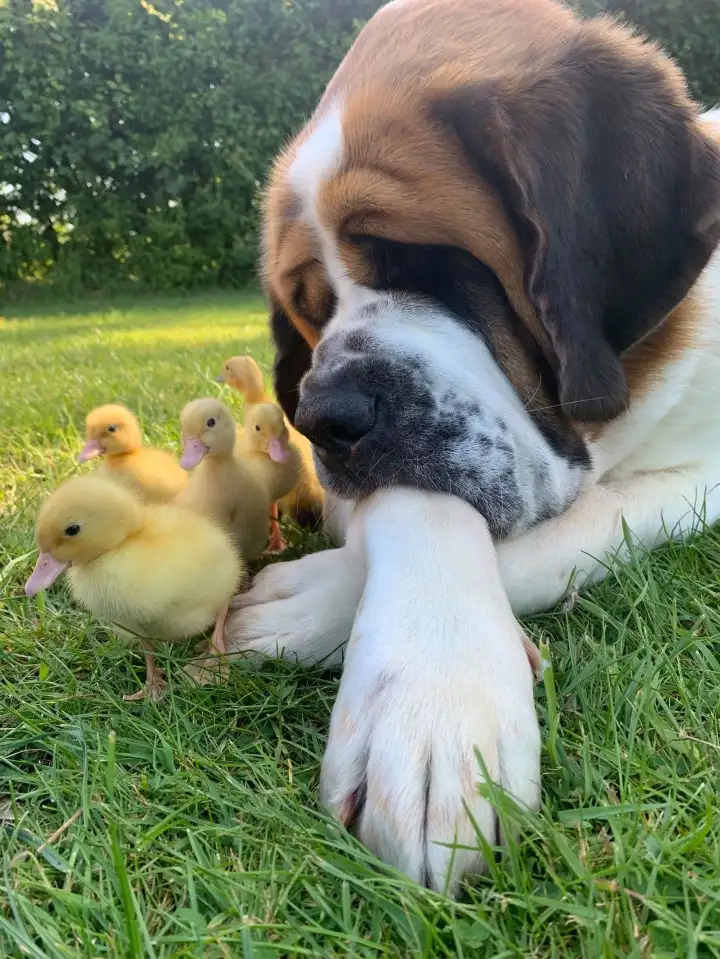 A caring St. Bernard became a nanny for kittens and chickens - Dog, St. Bernard, Chickens, Kittens, Pets, Birds, Care, Interesting, Great Britain, The national geographic, Piglets, Гусь, Video, Youtube, Longpost, Positive, 