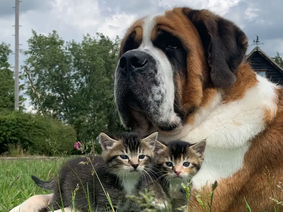 A caring St. Bernard became a nanny for kittens and chickens - Dog, St. Bernard, Chickens, Kittens, Pets, Birds, Care, Interesting, Great Britain, The national geographic, Piglets, Гусь, Video, Youtube, Longpost, Positive, 