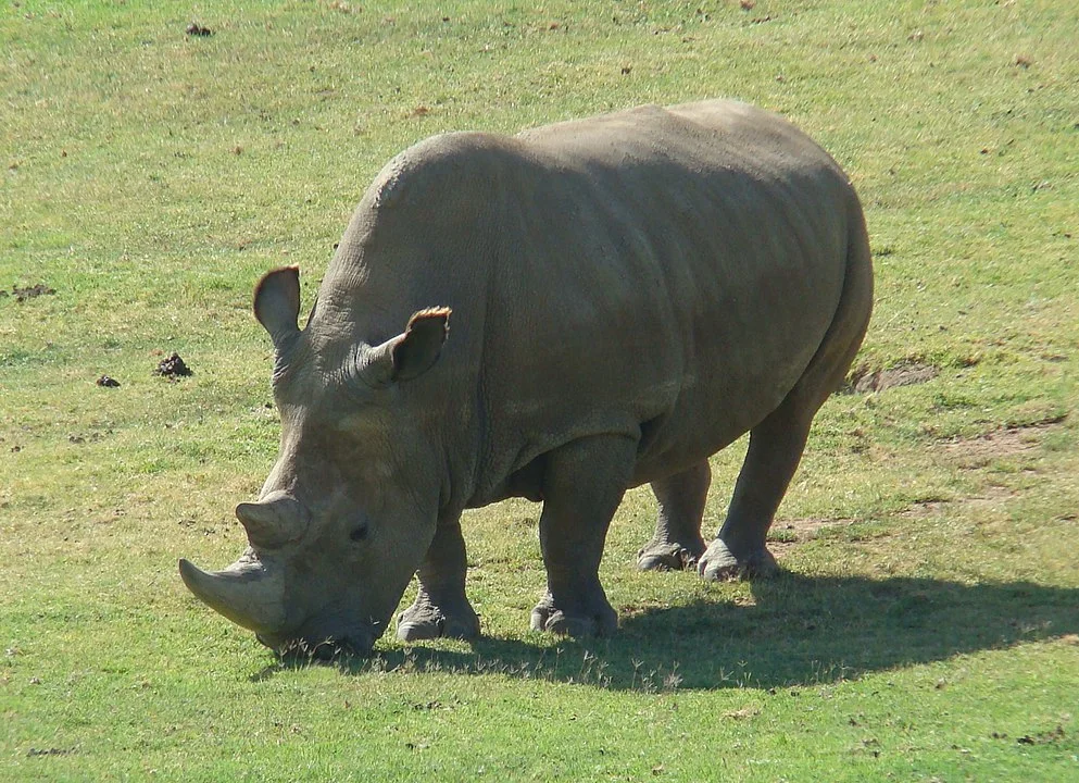The story of the world's last male northern white rhino of Sudan - White Rhinoceros, Wild animals, Sudan, Kenya, Yandex Zen, Longpost