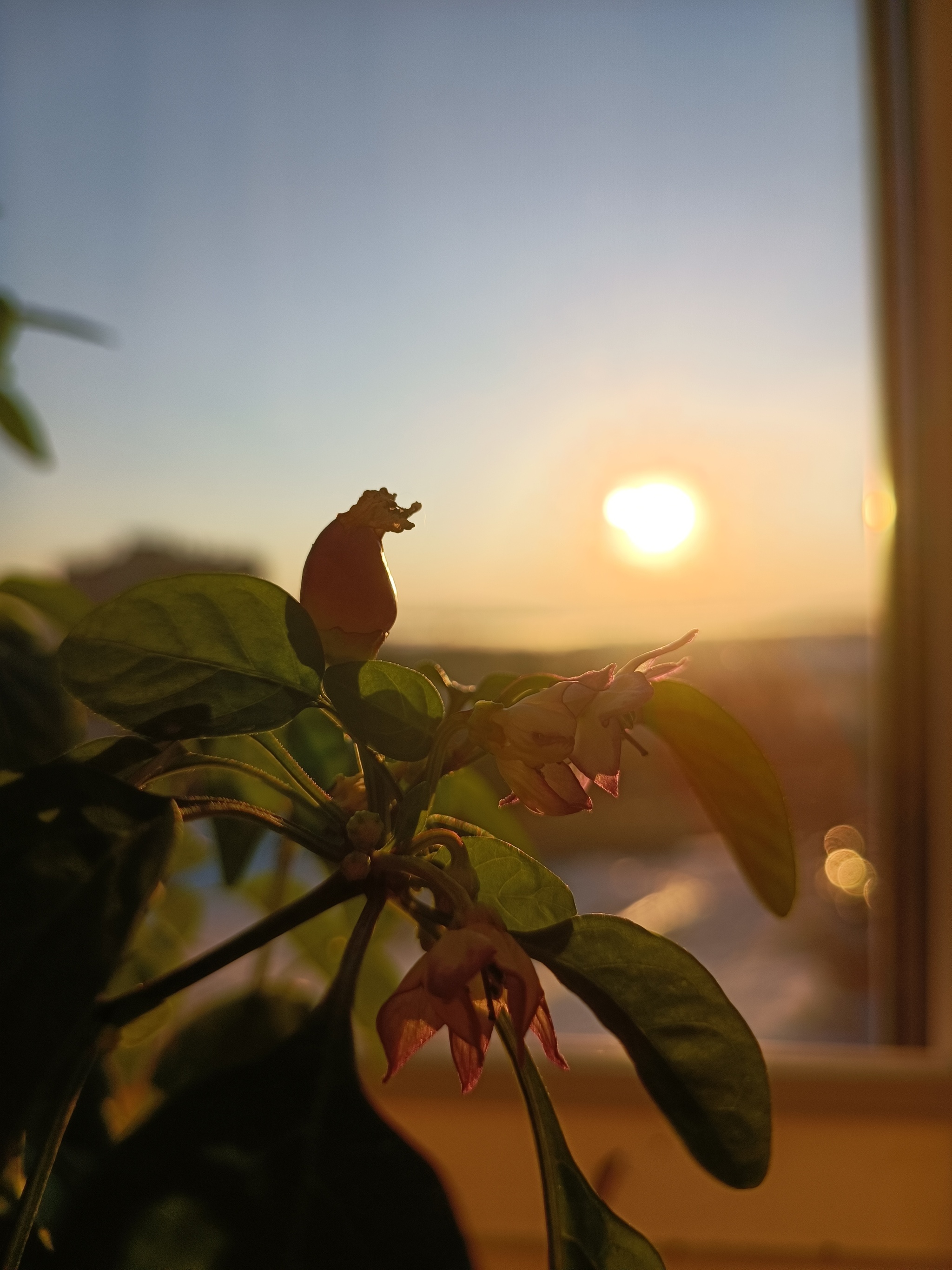 Perchik - My, Pepper, Vegetable garden on the windowsill, Mobile photography, The photo