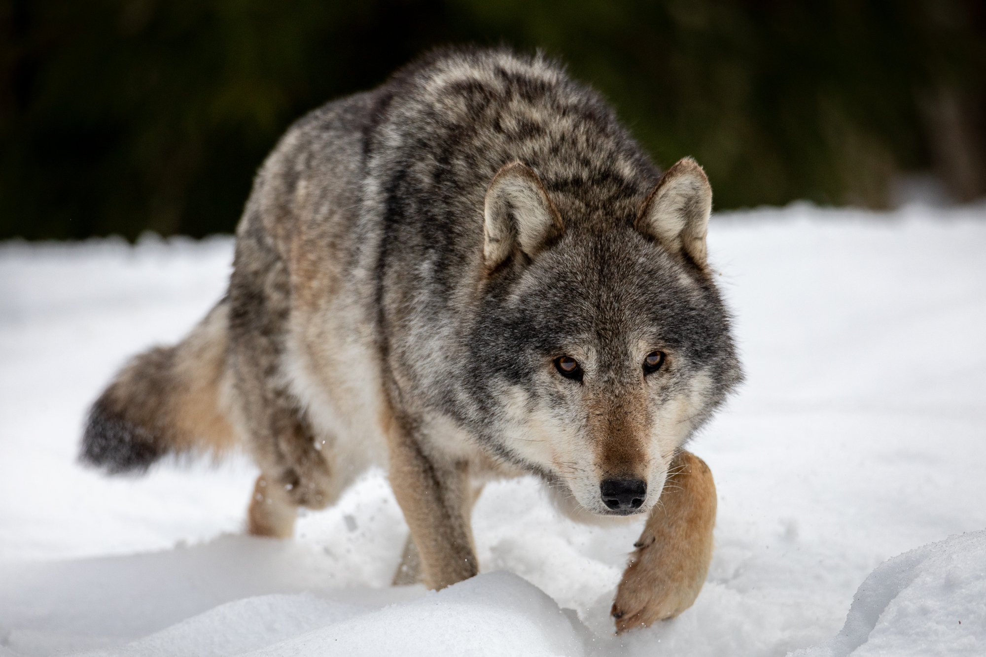 How powerful are my paws! - Wolf, Krasny Bor, Republic of Belarus, The photo, beauty of nature, Canines, Predatory animals, Wild animals, wildlife, The national geographic, Reserves and sanctuaries, Longpost, 