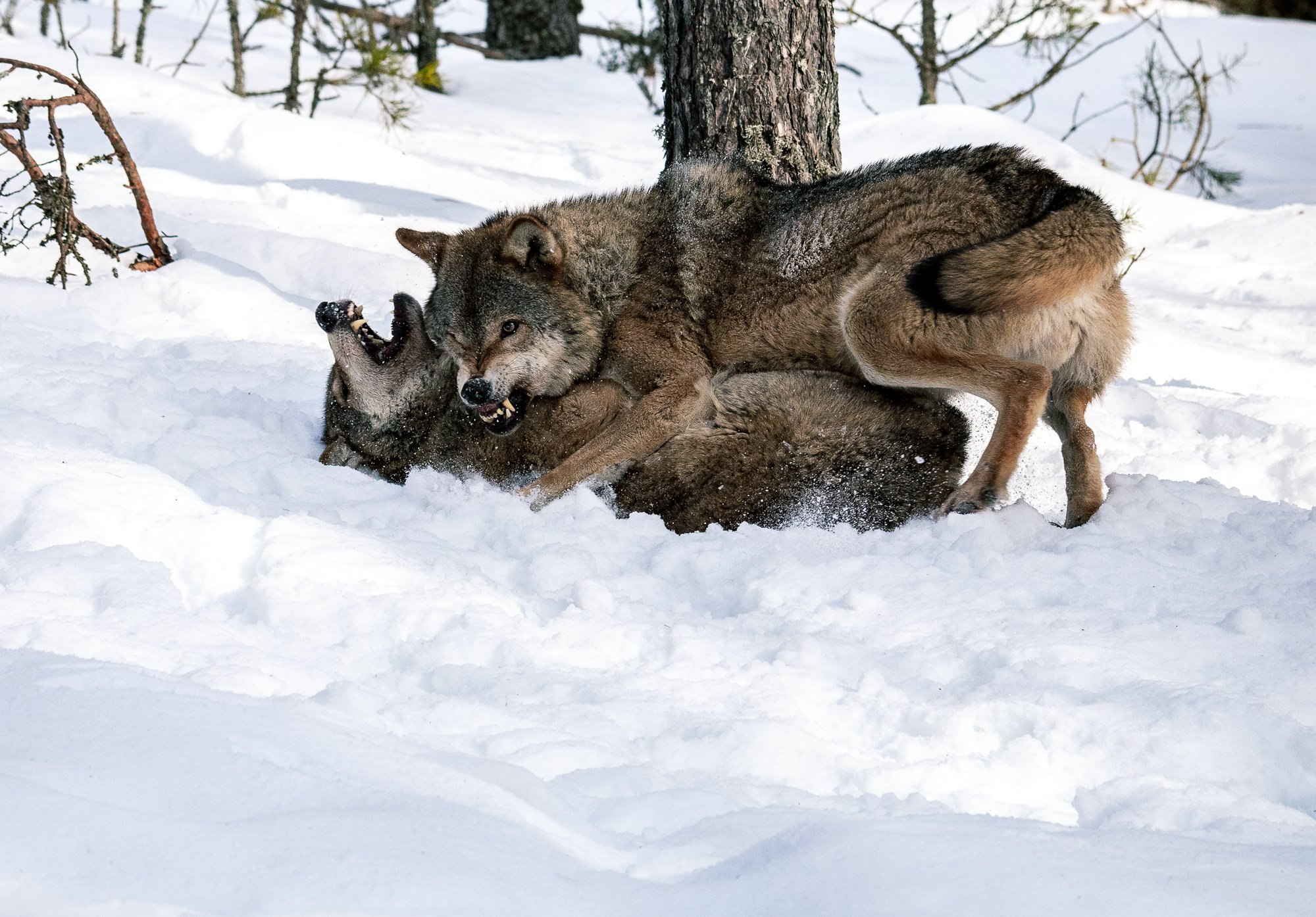 How powerful are my paws! - Wolf, Krasny Bor, Republic of Belarus, The photo, beauty of nature, Canines, Predatory animals, Wild animals, wildlife, The national geographic, Reserves and sanctuaries, Longpost, 