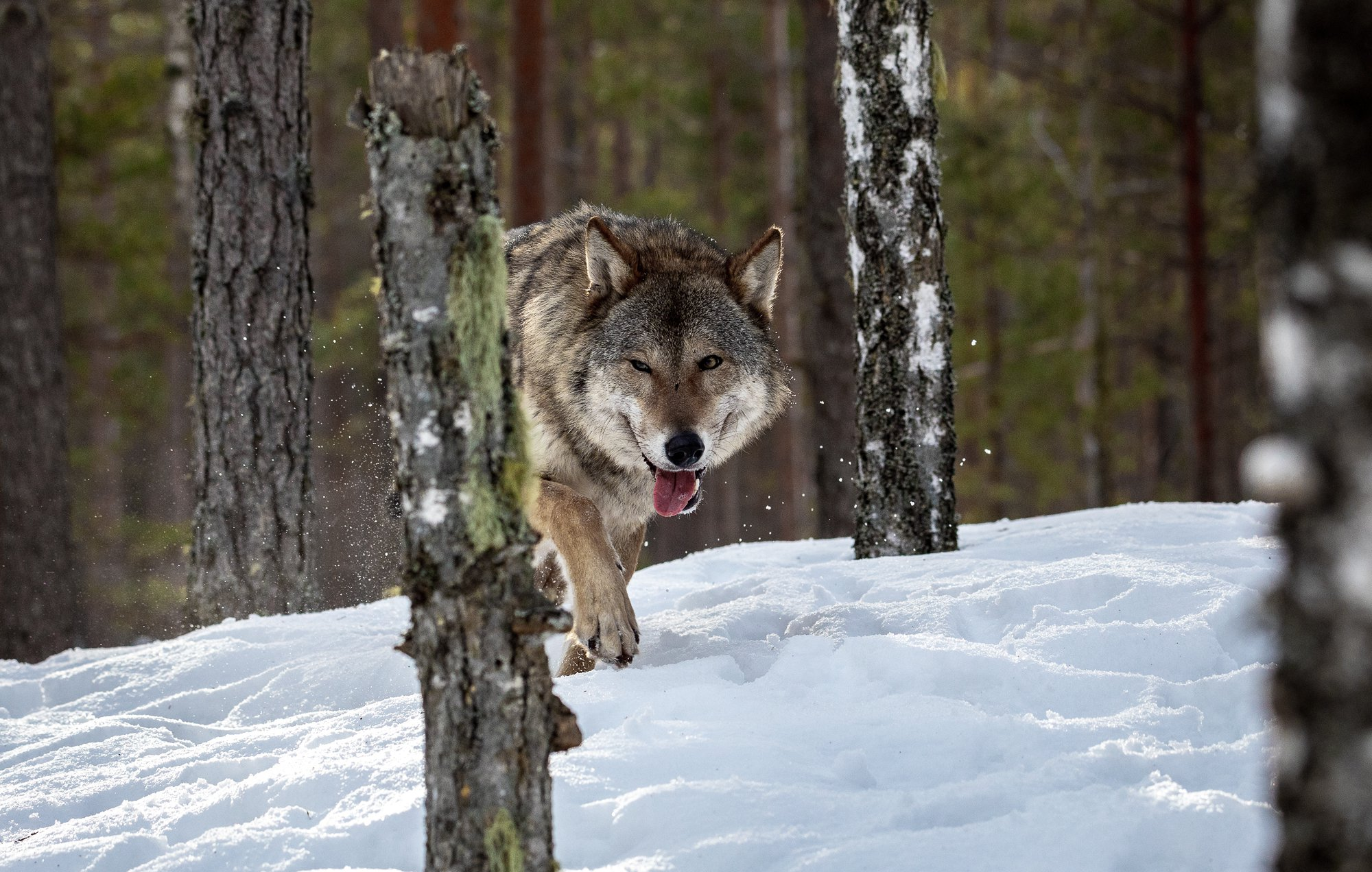 How powerful are my paws! - Wolf, Krasny Bor, Republic of Belarus, The photo, beauty of nature, Canines, Predatory animals, Wild animals, wildlife, The national geographic, Reserves and sanctuaries, Longpost, 