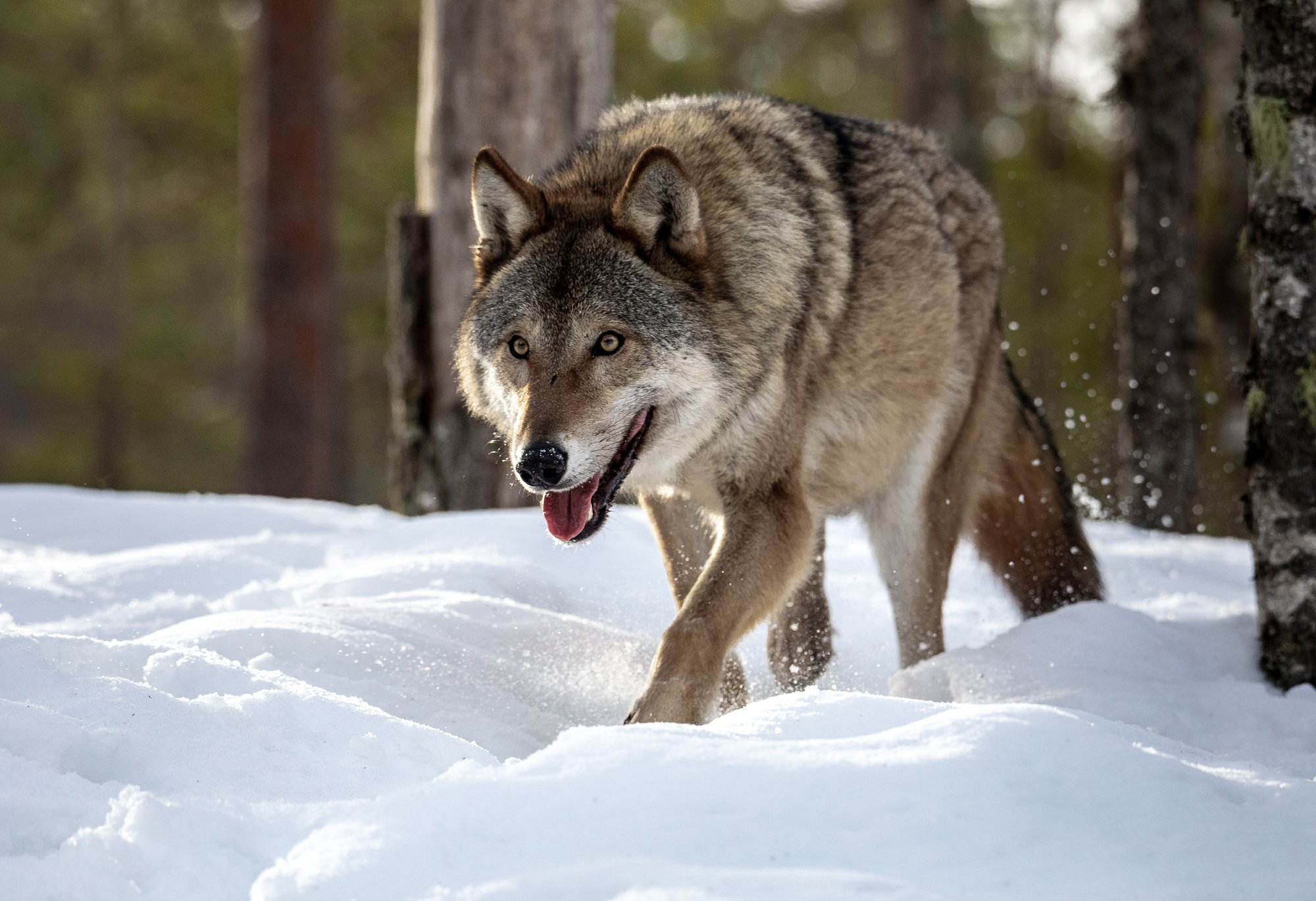 How powerful are my paws! - Wolf, Krasny Bor, Republic of Belarus, The photo, beauty of nature, Canines, Predatory animals, Wild animals, wildlife, The national geographic, Reserves and sanctuaries, Longpost, 