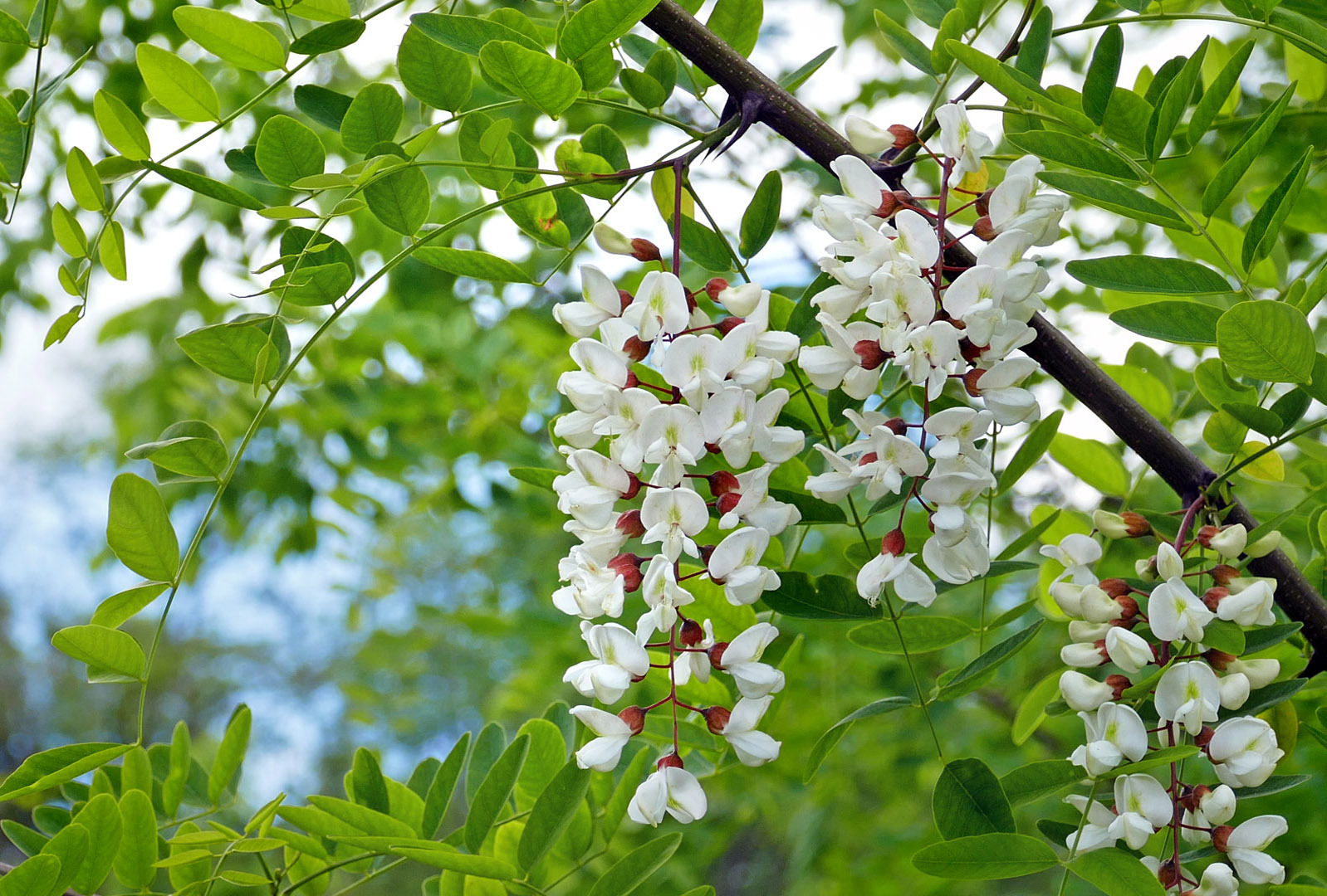 Back to the childhood - My, Childhood, Carelessness, Acacia, 